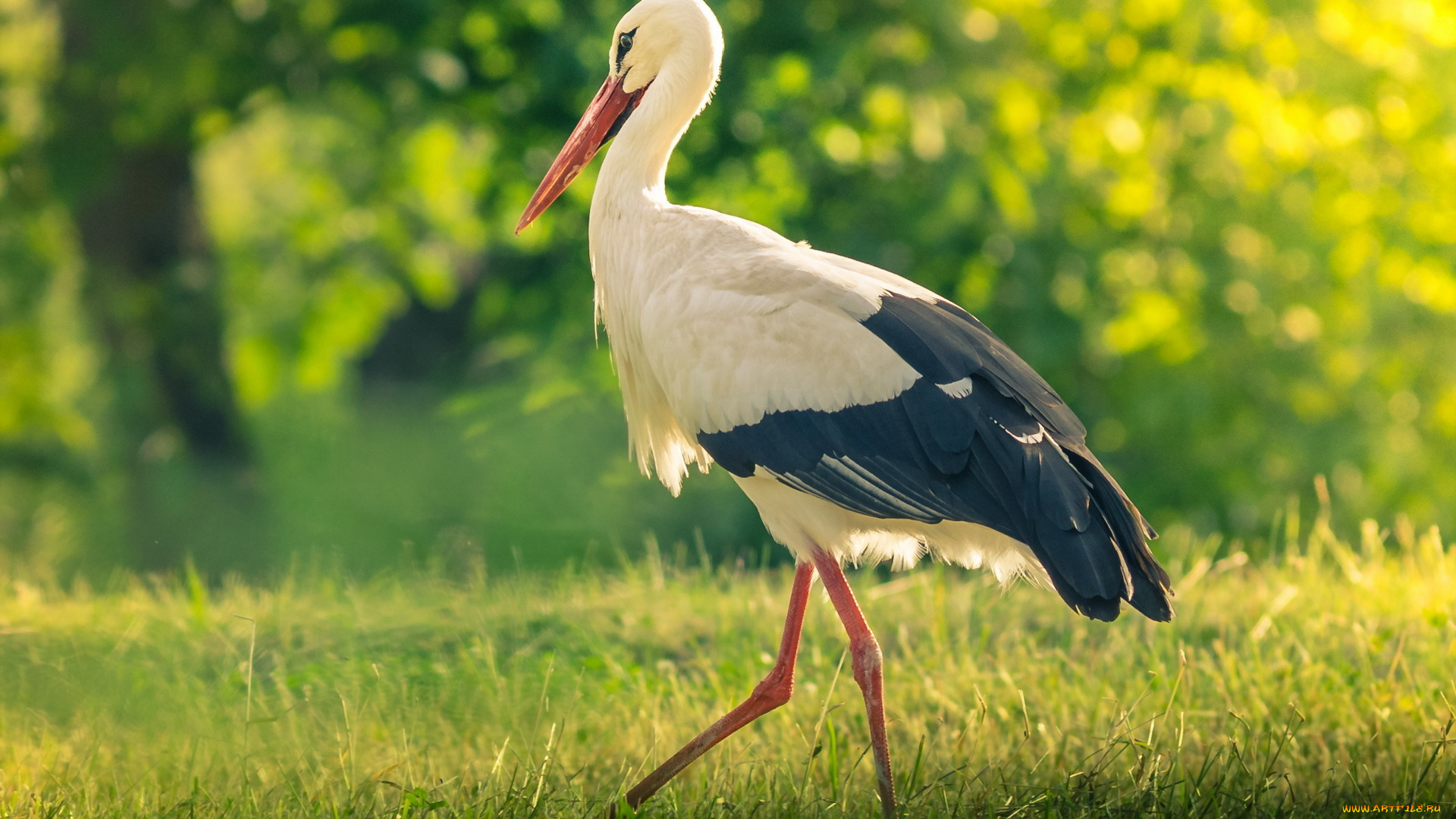 животные, аисты, птица, лето, аист