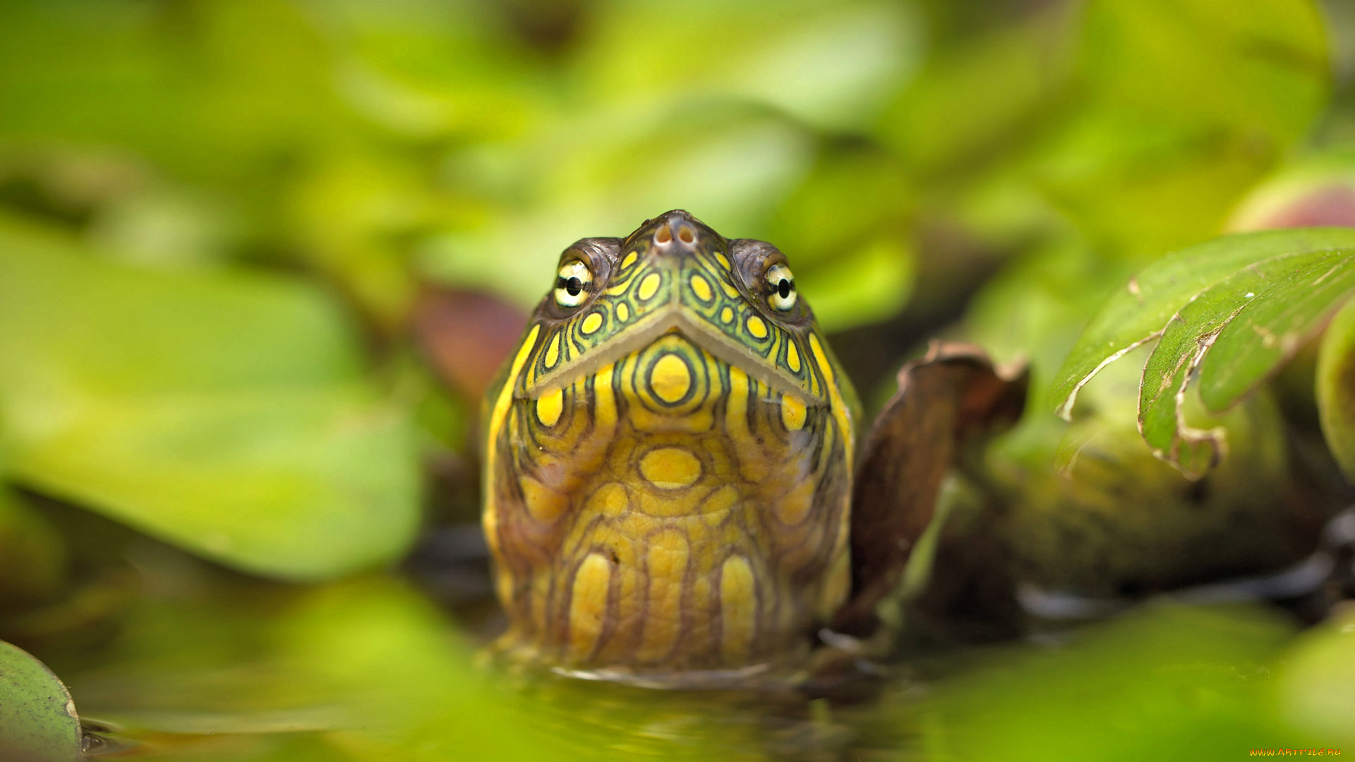 животные, Черепахи, природа, вода, листья, глаза, голова, красная, болотная, черепаха