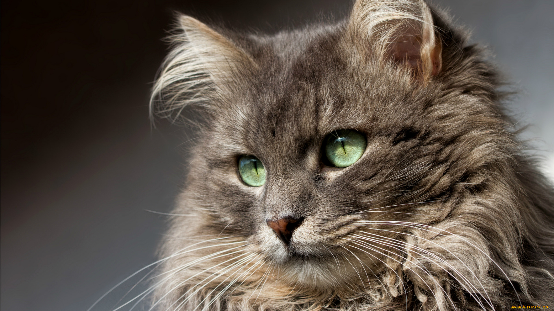 животные, коты, взгляд, портрет, кот