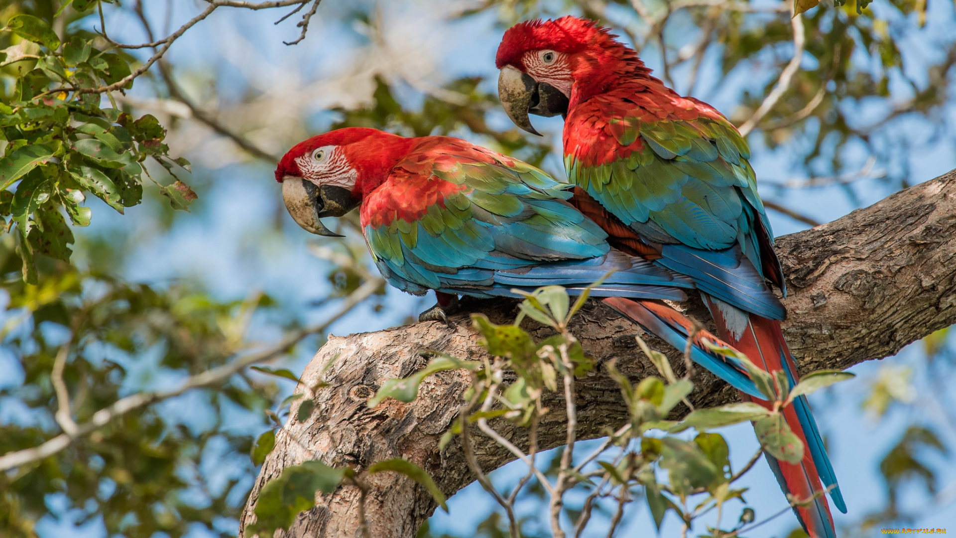 животные, попугаи, попугайчики