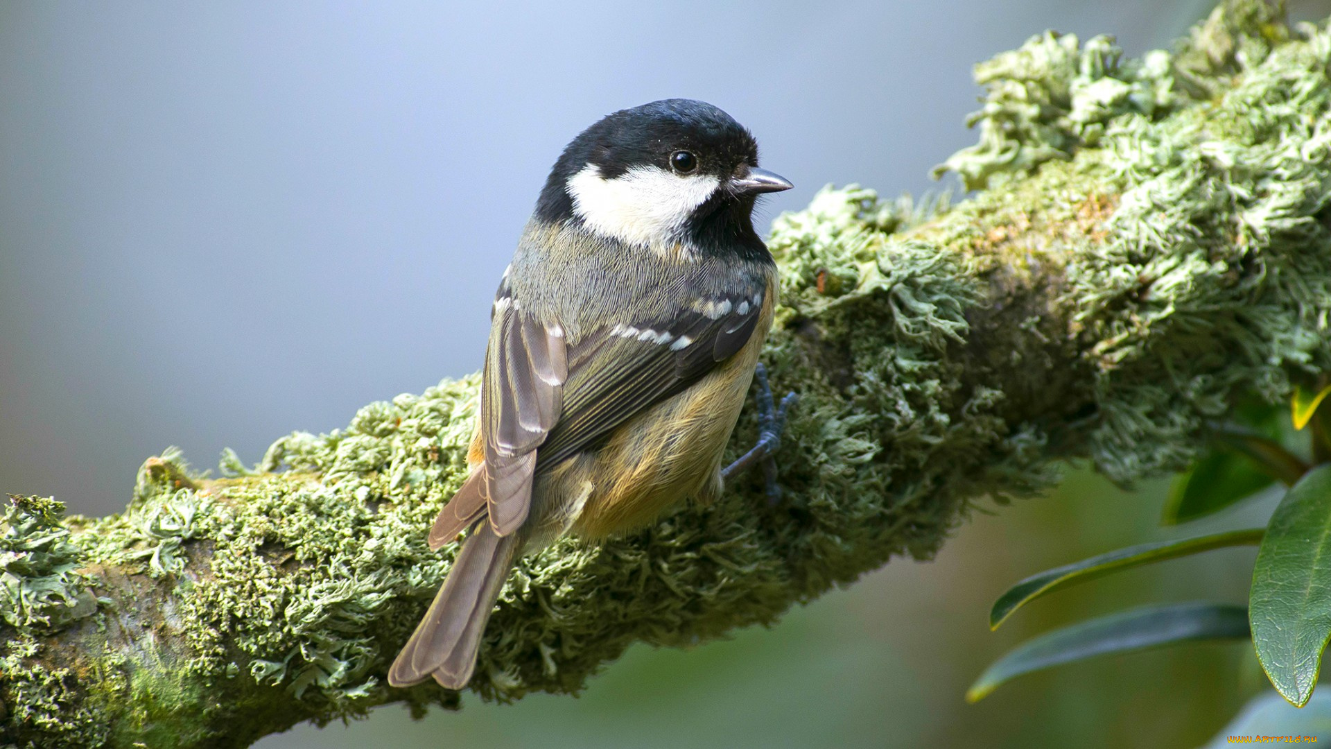 животные, синицы, , лазоревки, ветка, синица, птица