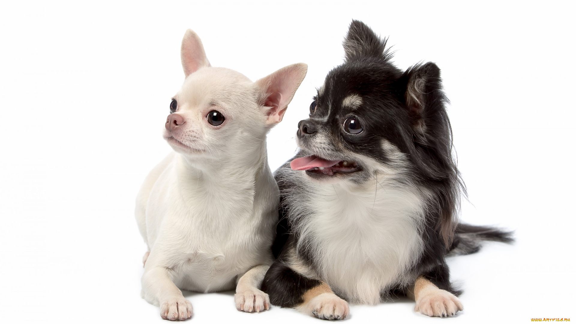 животные, собаки, чихуахуа, щенки, милые, дуэт