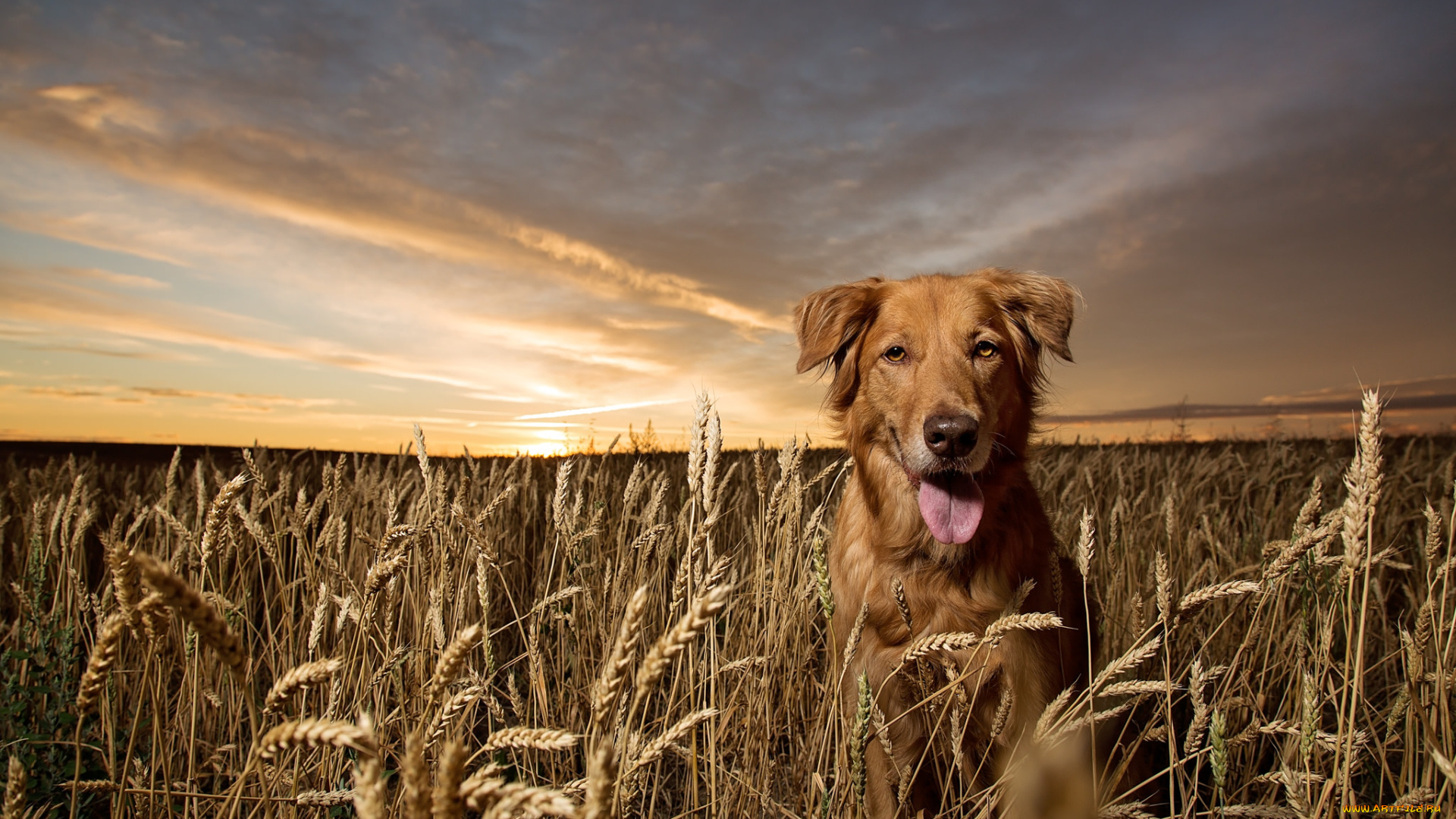 животные, собаки, пес