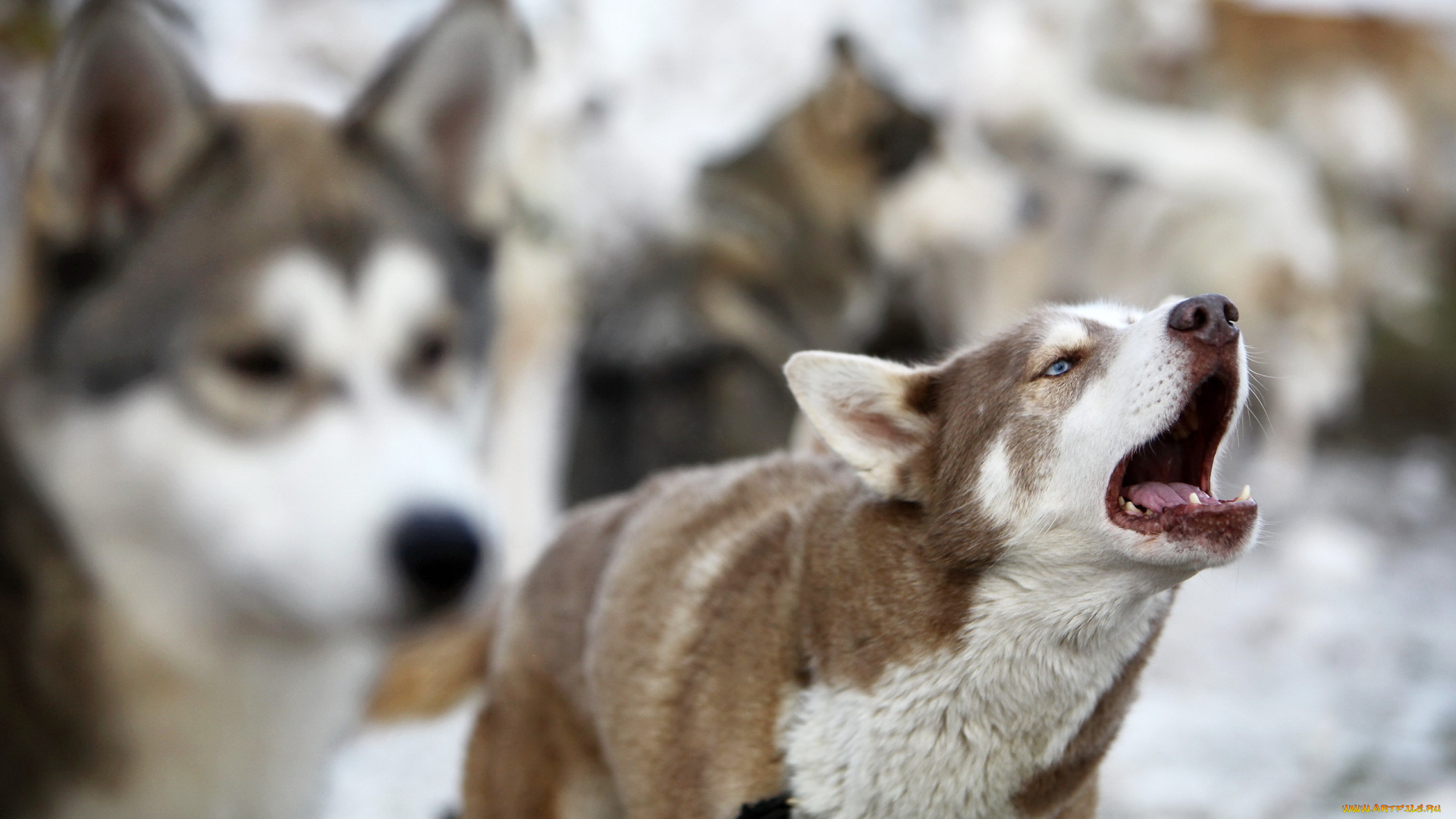 животные, собаки, псы, упряжка, лайки, лай