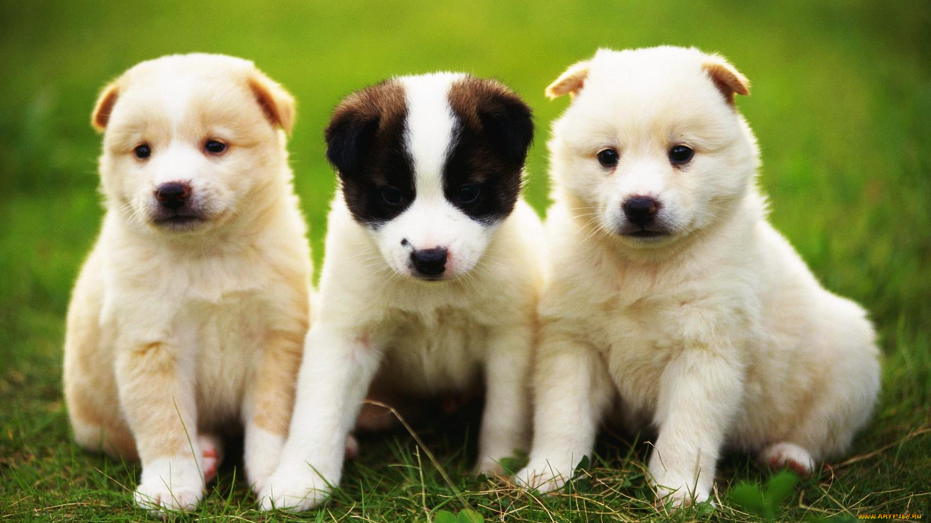 животные, собаки, щенки, луг, троица, трава