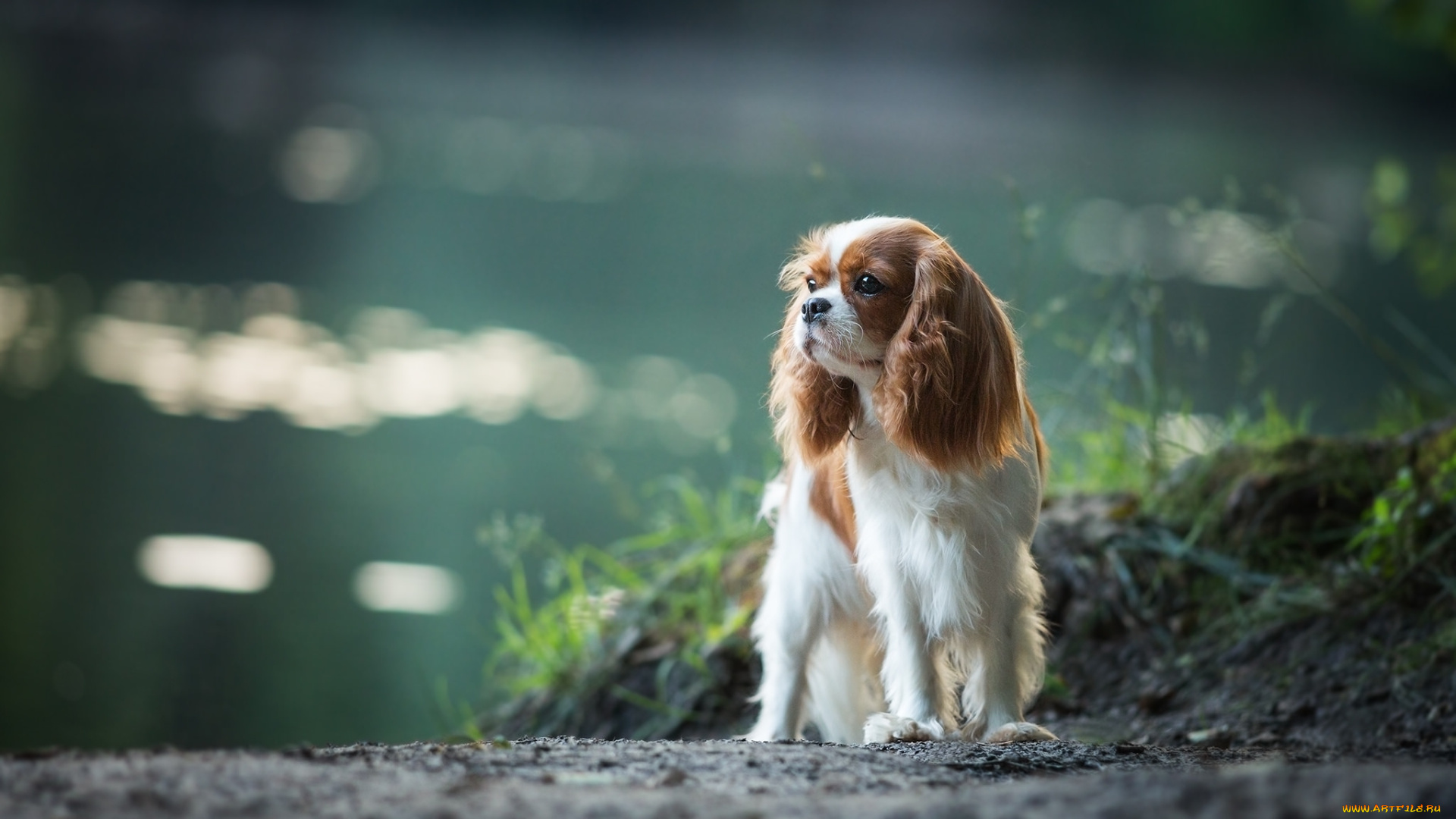 животные, собаки, собака, спаниель