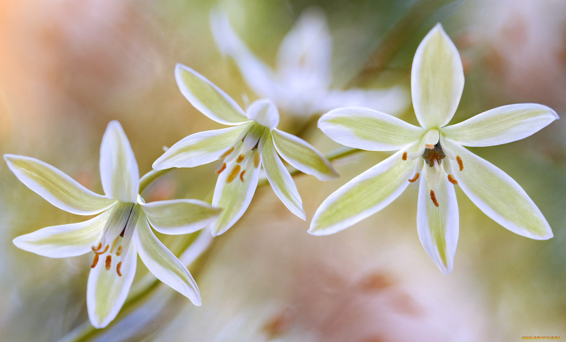 цветы, макро, лепестки, растение