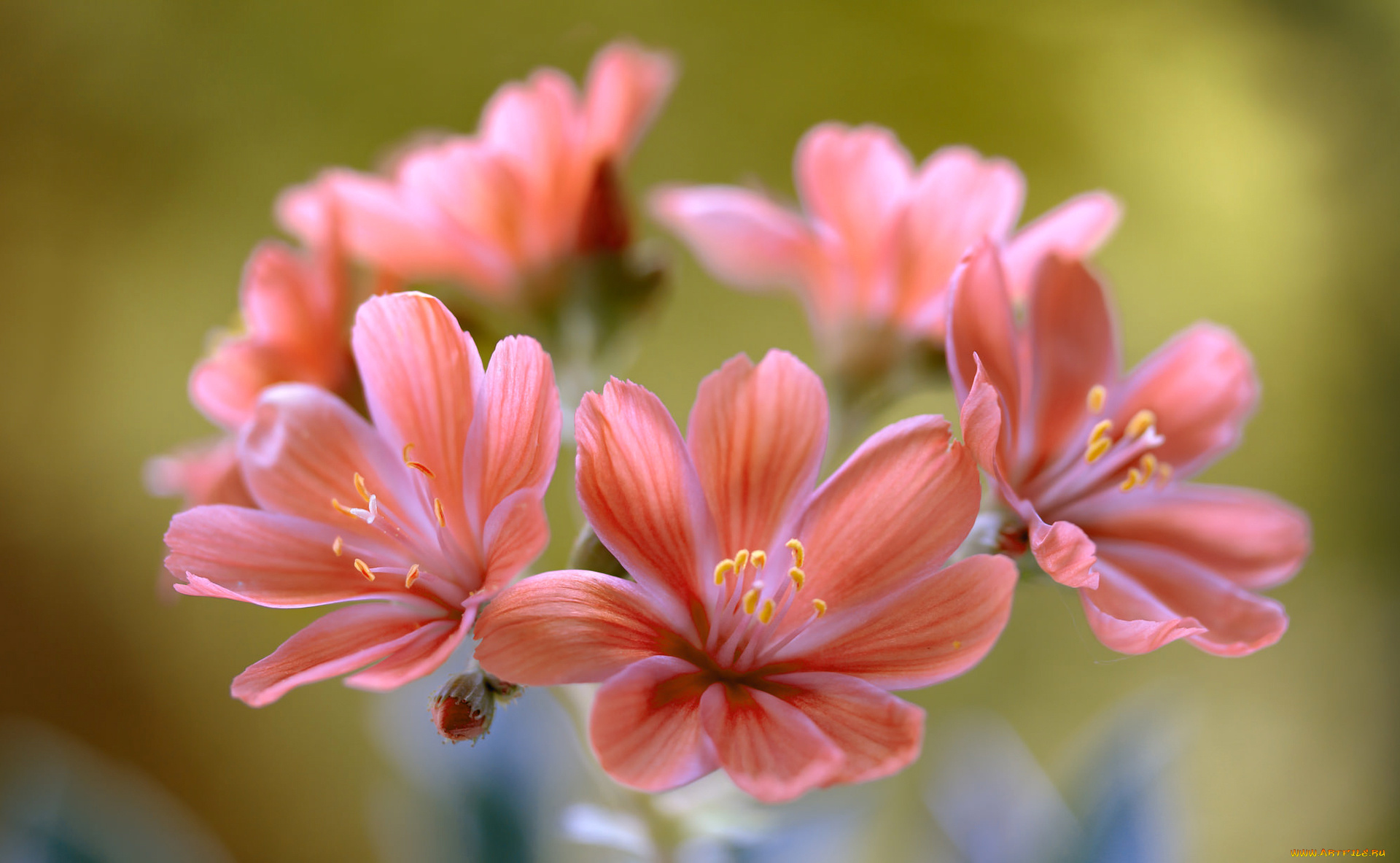 цветы, соцветие, лепестки