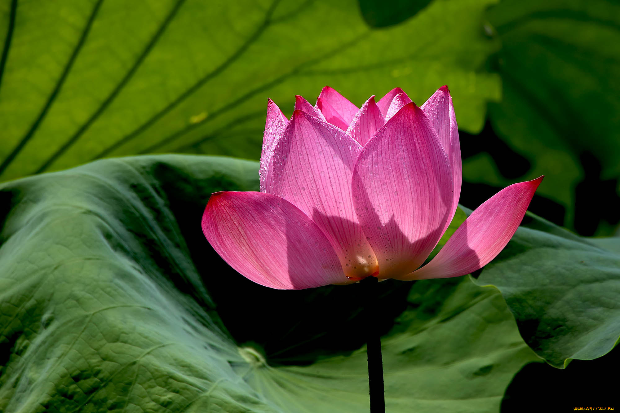 цветы, лотосы, фон, бутон, лепестки