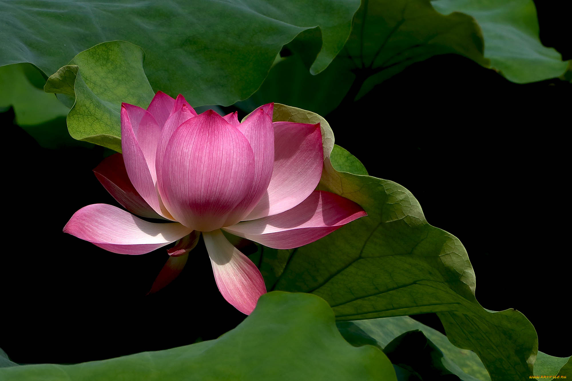 цветы, лотосы, фон, лепестки, бутон