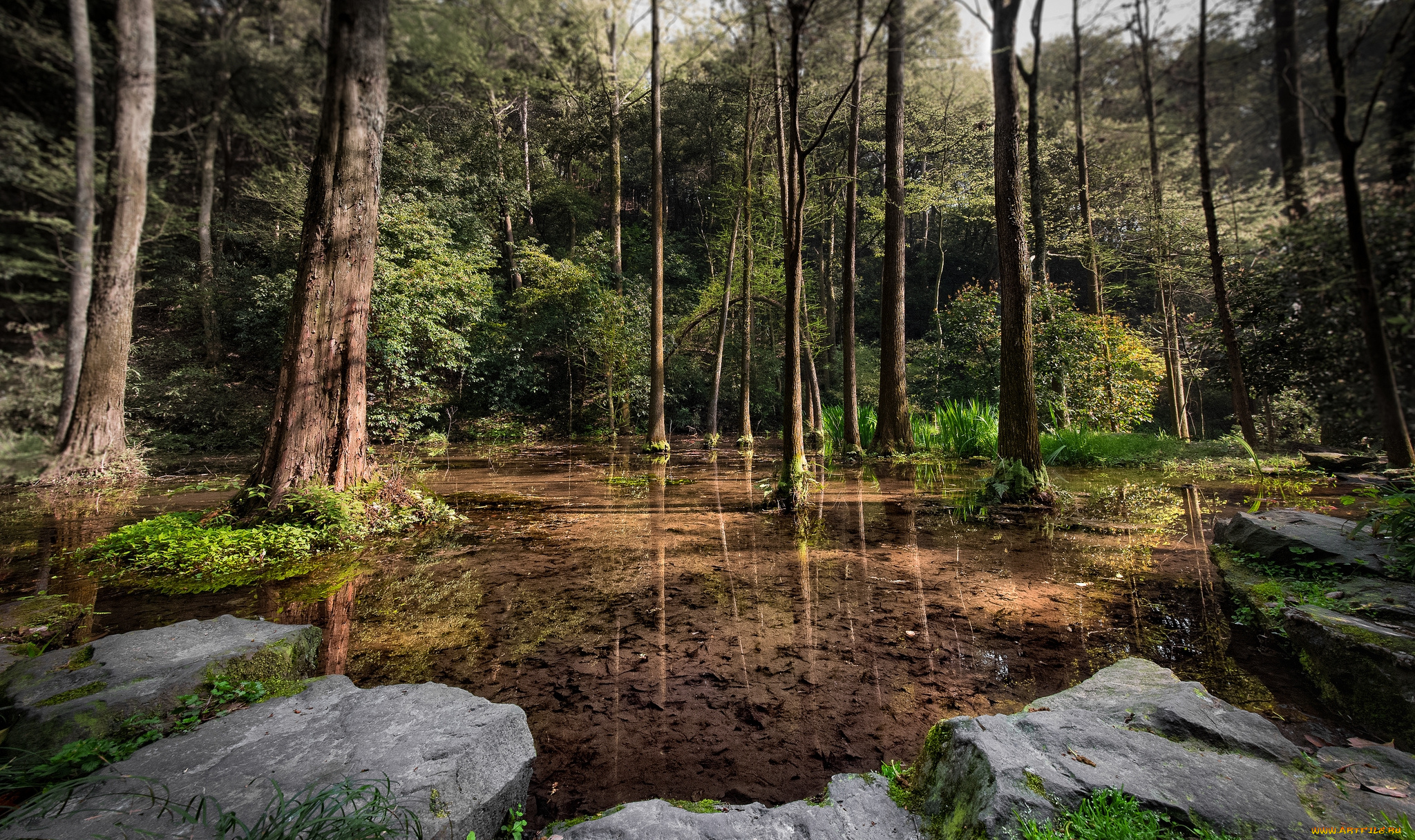 природа, реки, озера, лес, река