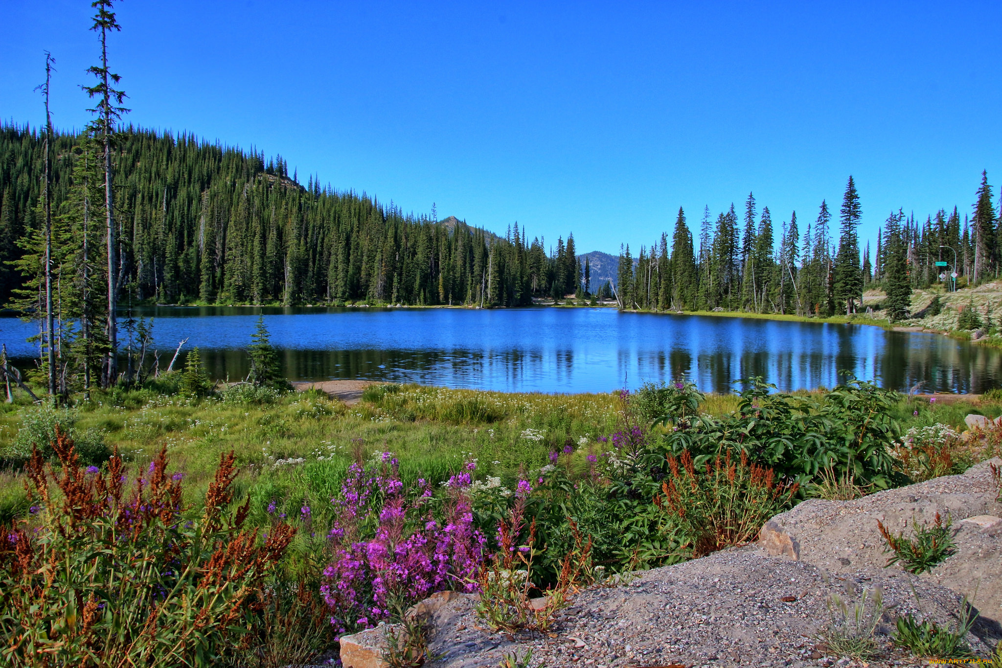 природа, радуга, река, лес