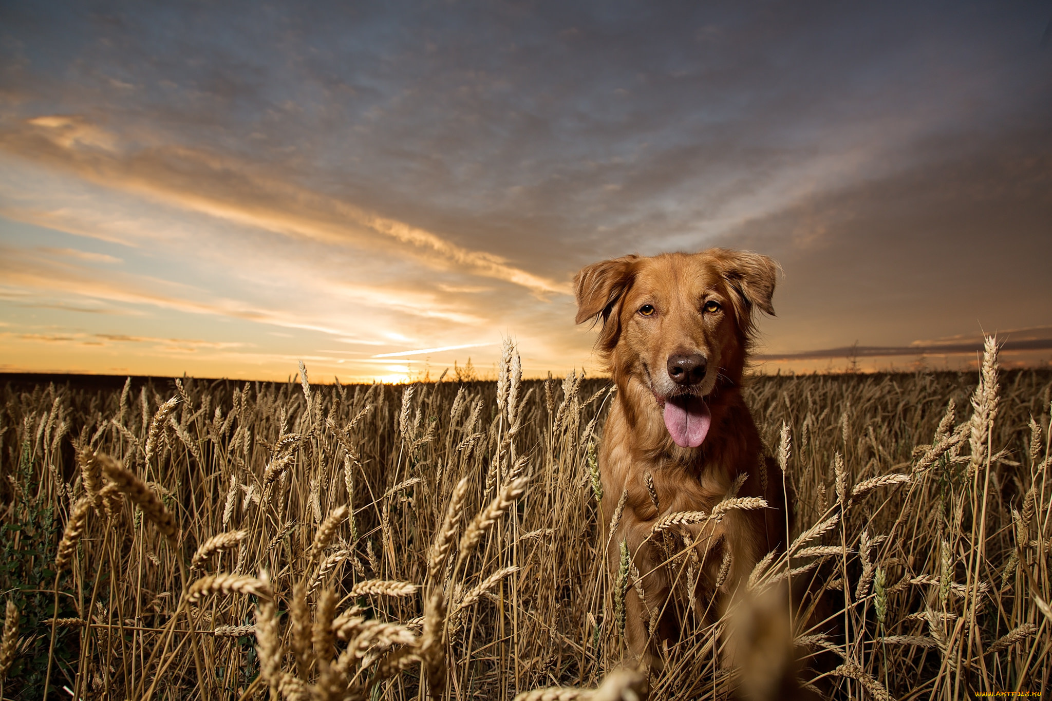 животные, собаки, пес