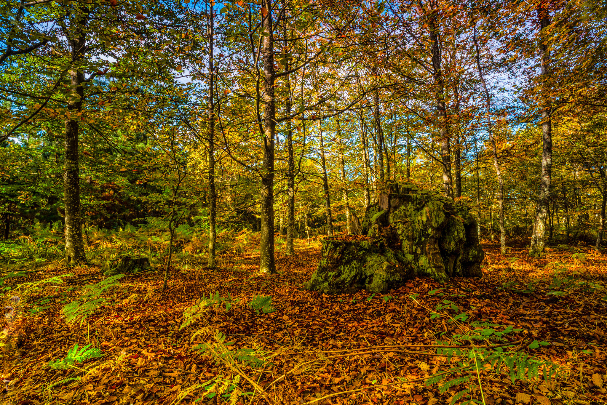 природа, лес, листва, деревья, осень