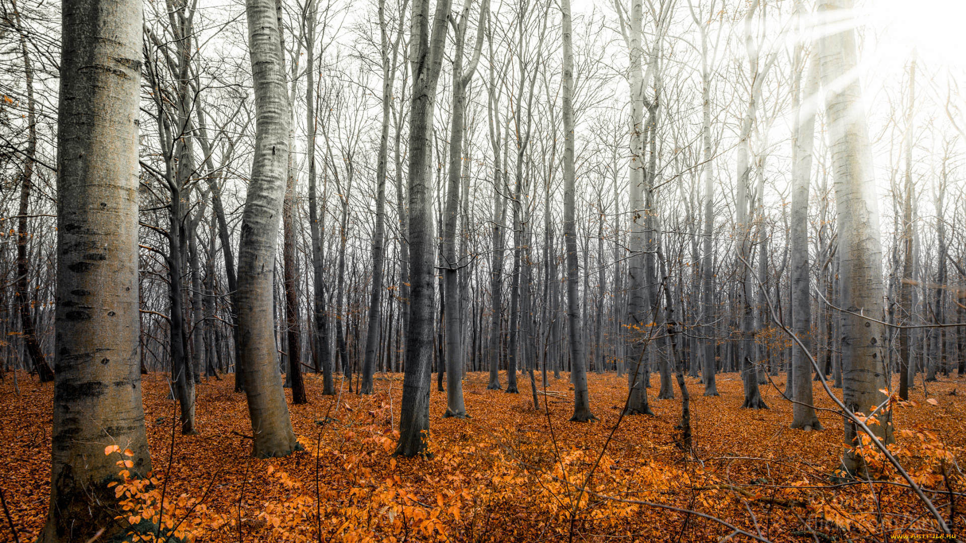 природа, лес, осень