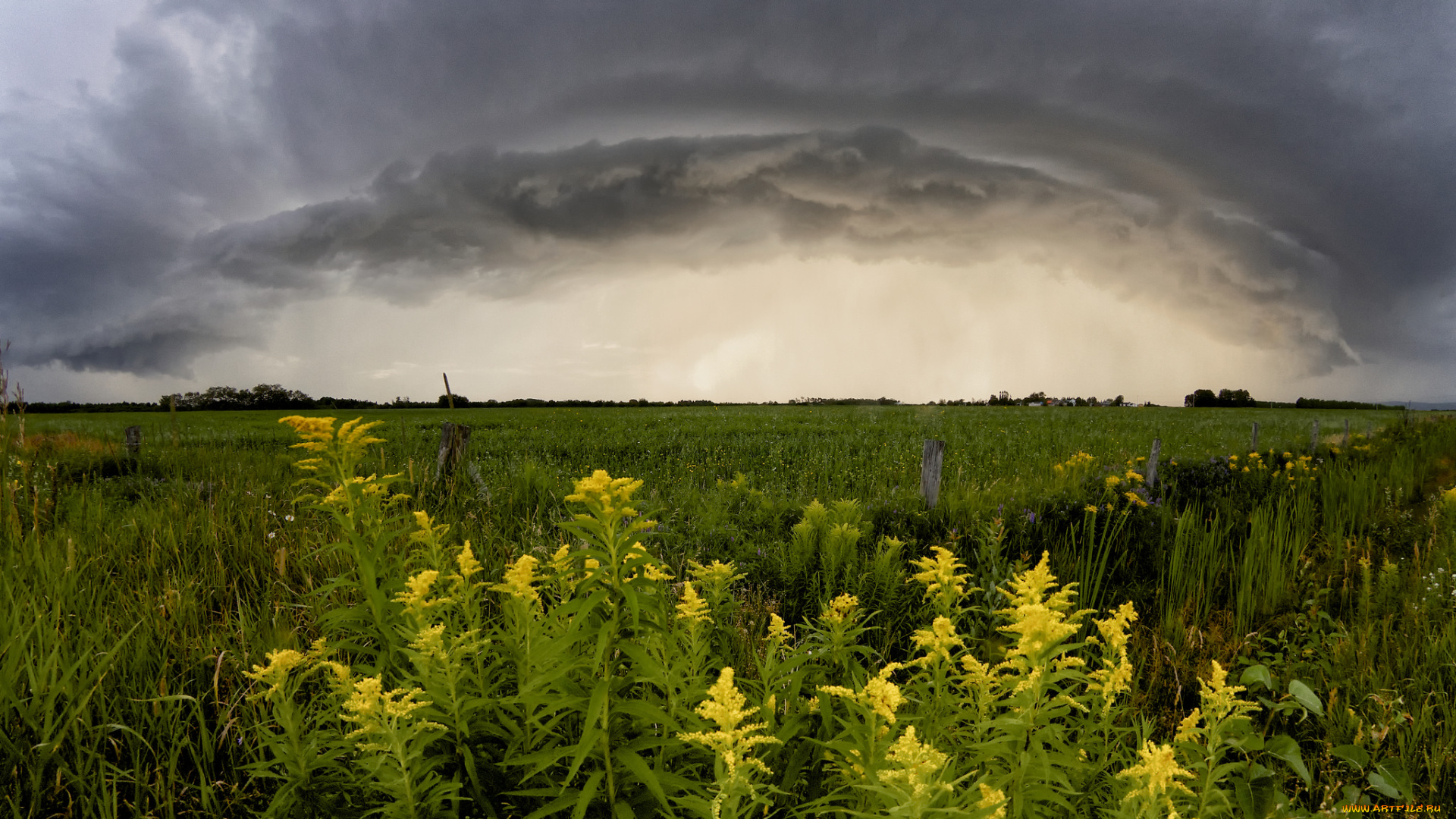 природа, луга, простор