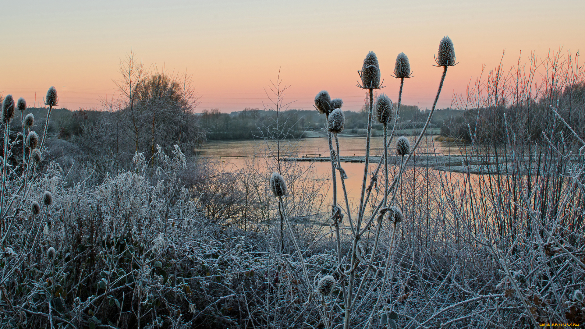 природа, реки, озера, лес, река