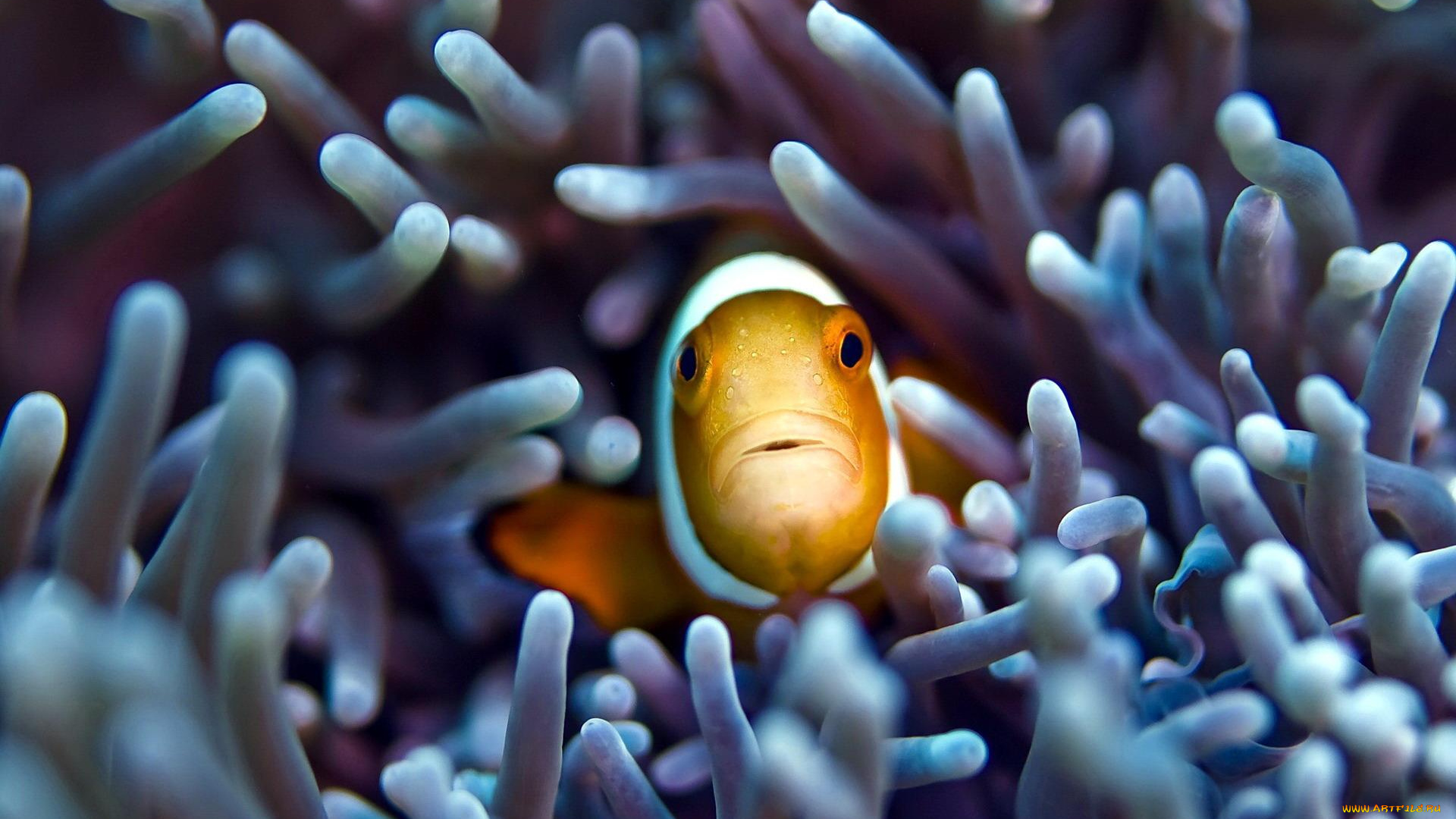 животные, рыбы, актиния, взгляд, клоун, рыба