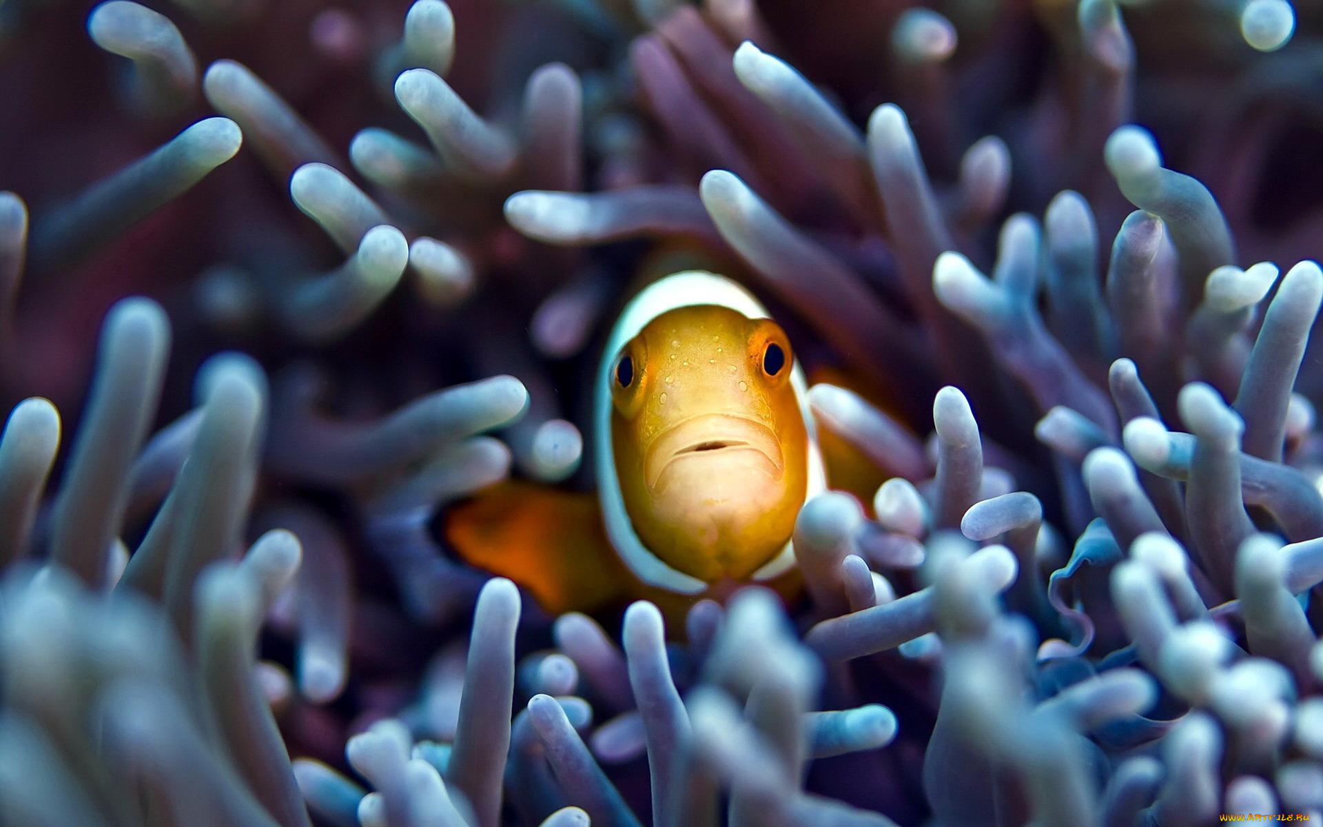 животные, рыбы, актиния, взгляд, клоун, рыба