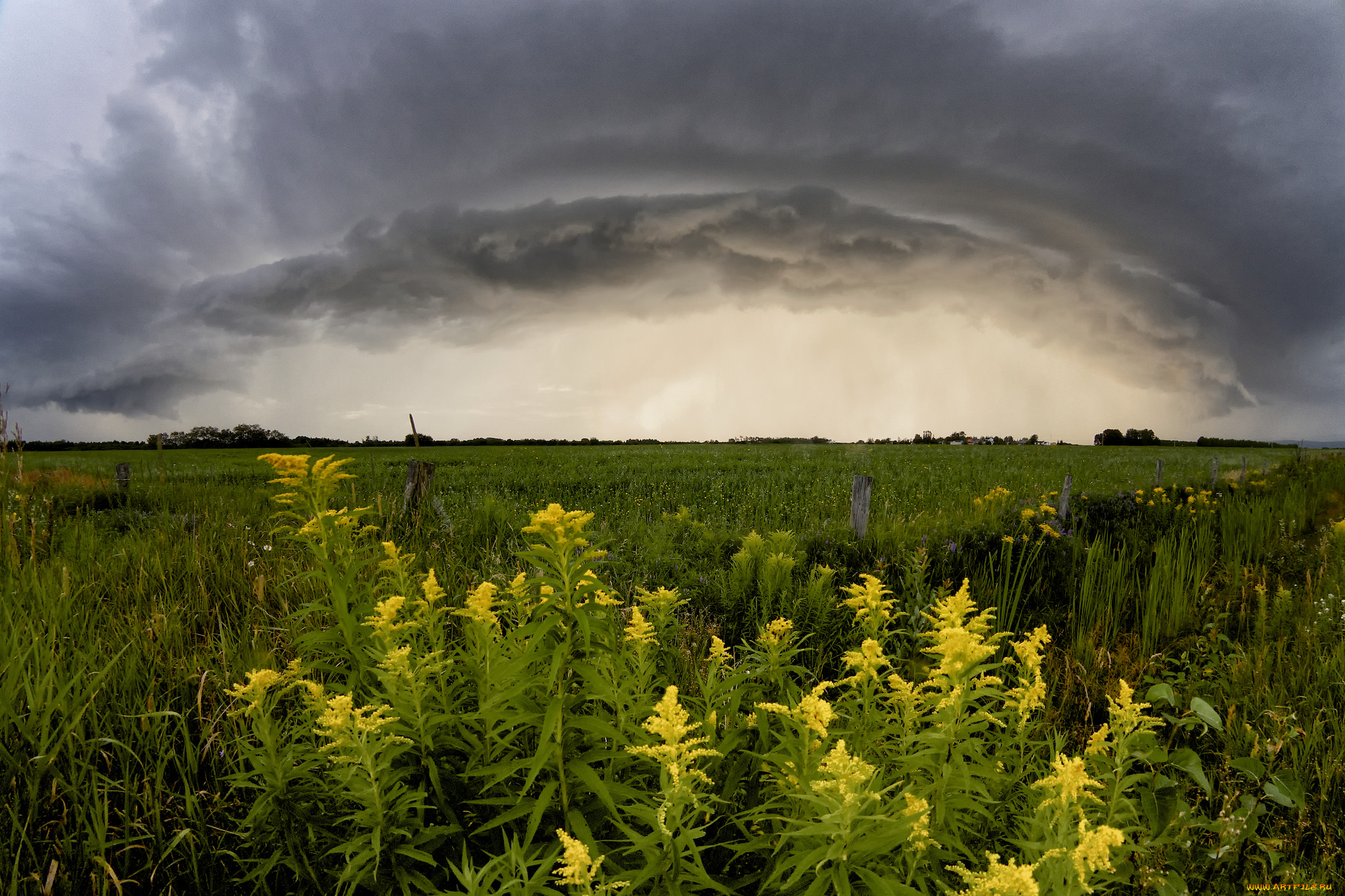 природа, луга, простор