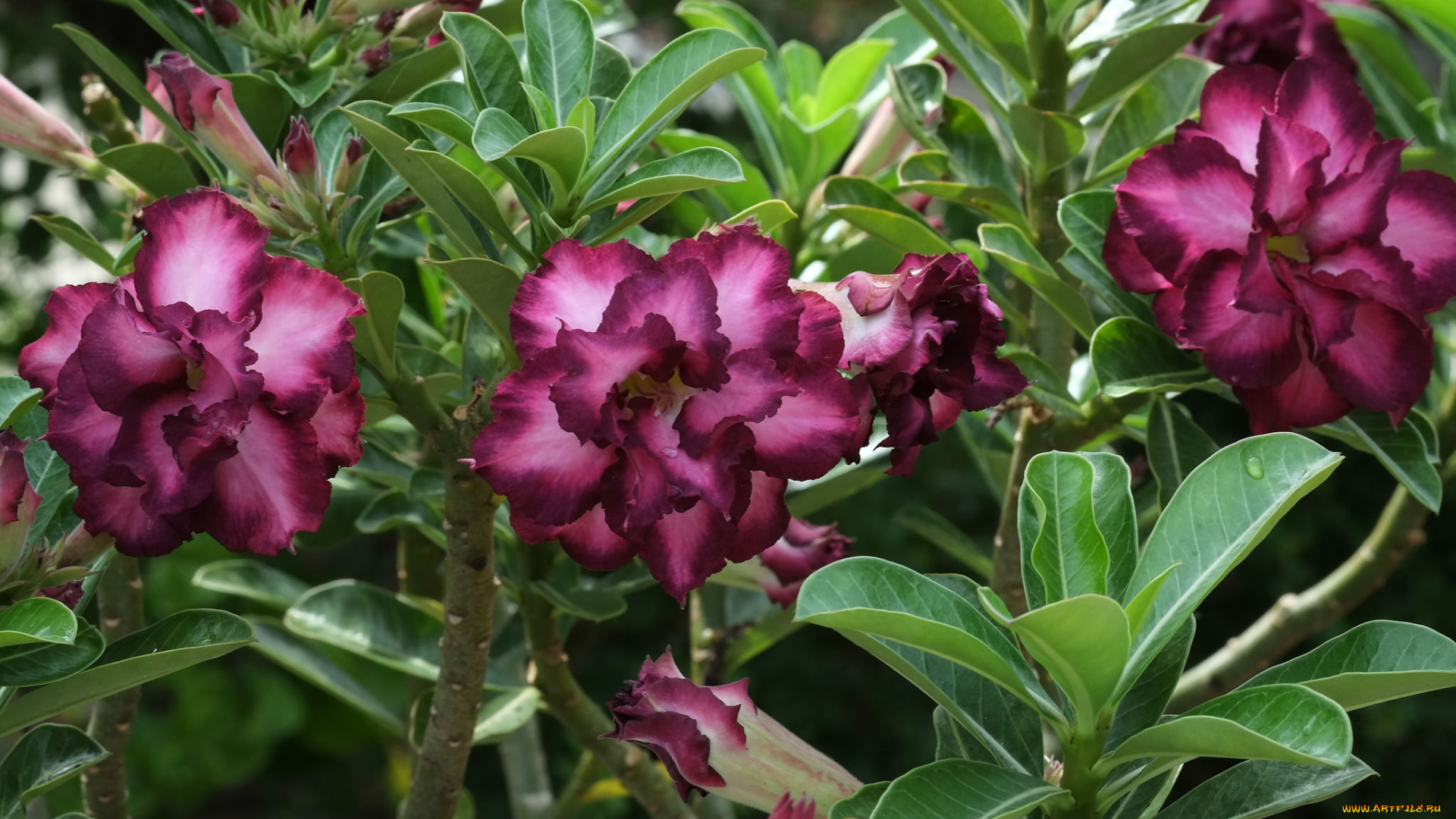 цветы, адениум, , мандевилла, цветение, пустынная, роза