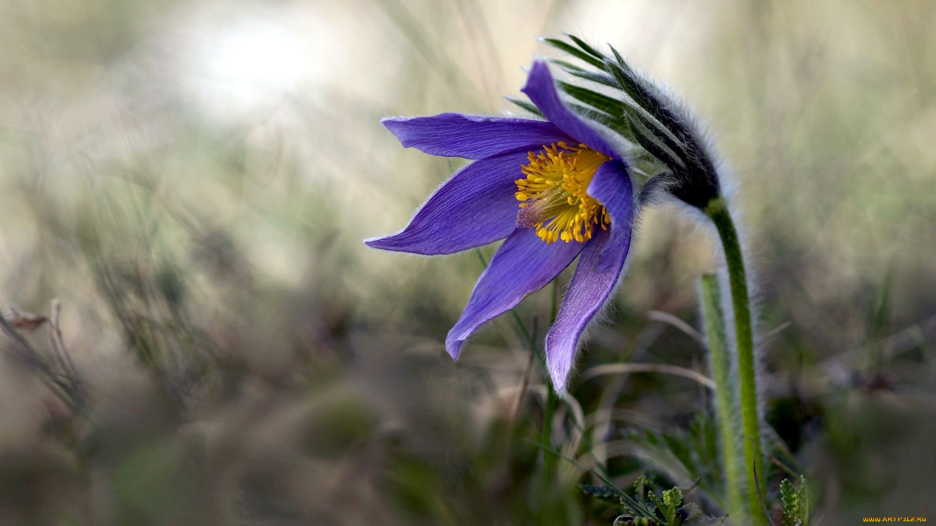 цветы, анемоны, , сон-трава, одиночка, боке, сон-трава