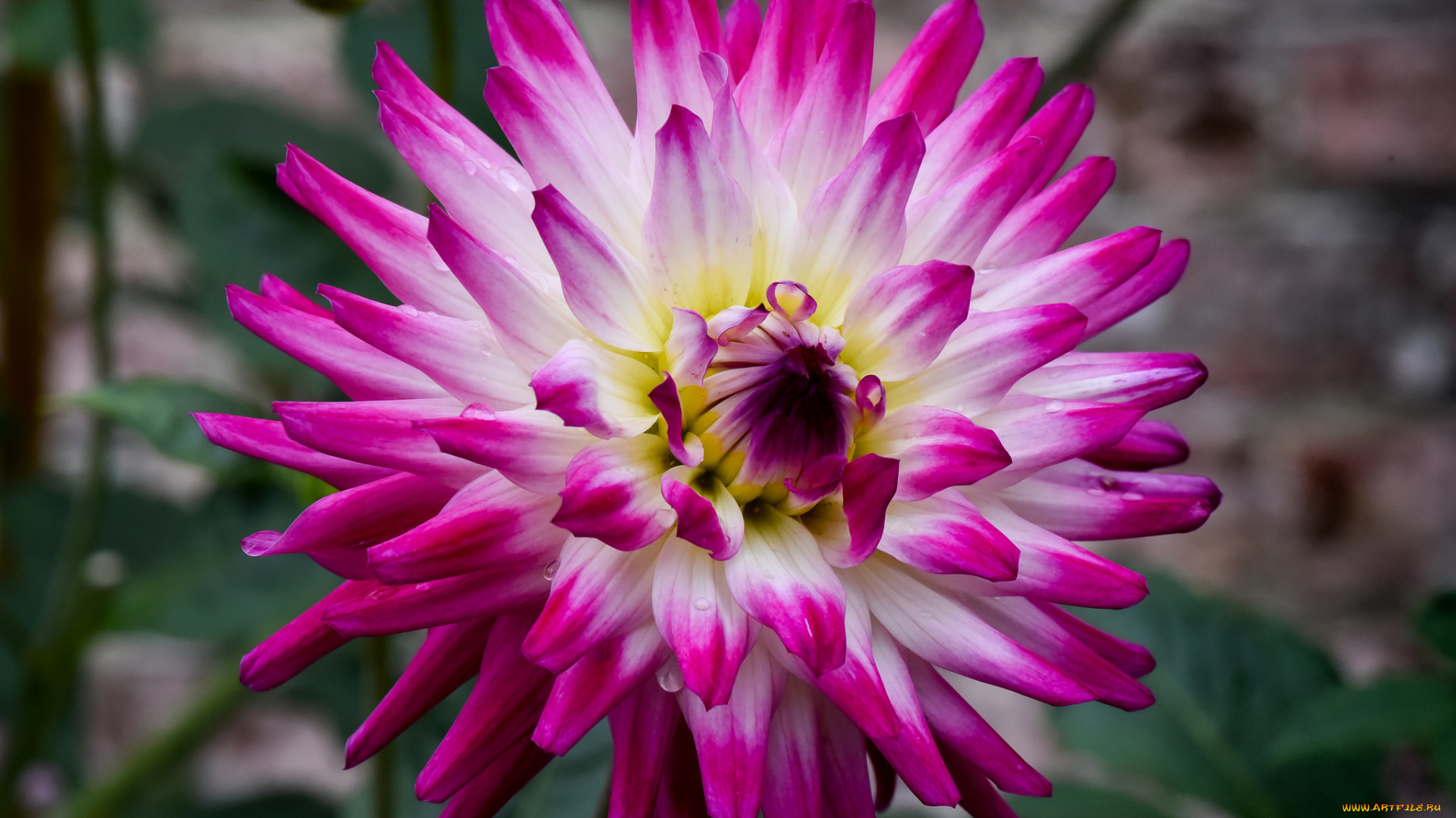 цветы, георгины, лепестки, бутоны, цветение, георгин