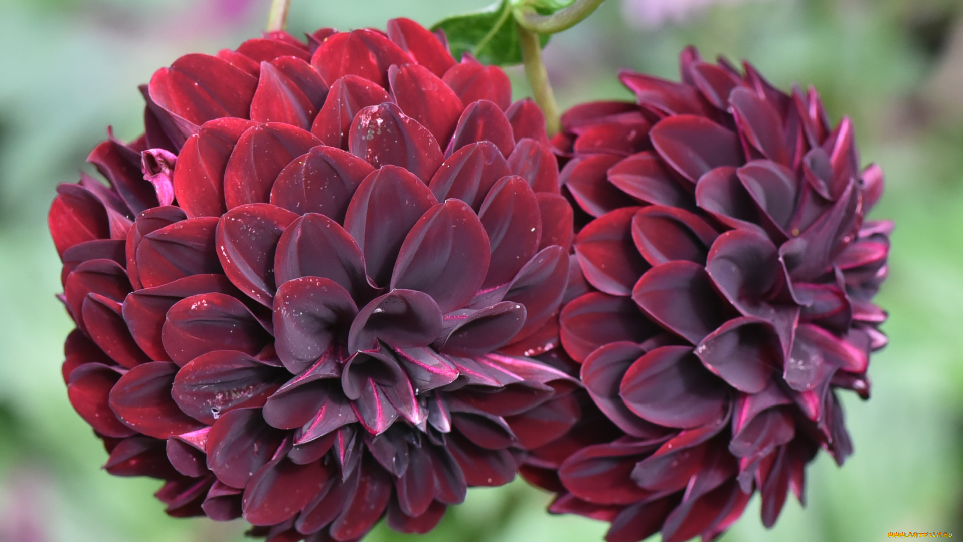 цветы, георгины, осень, бутоны, цветение, лепестки, георгин