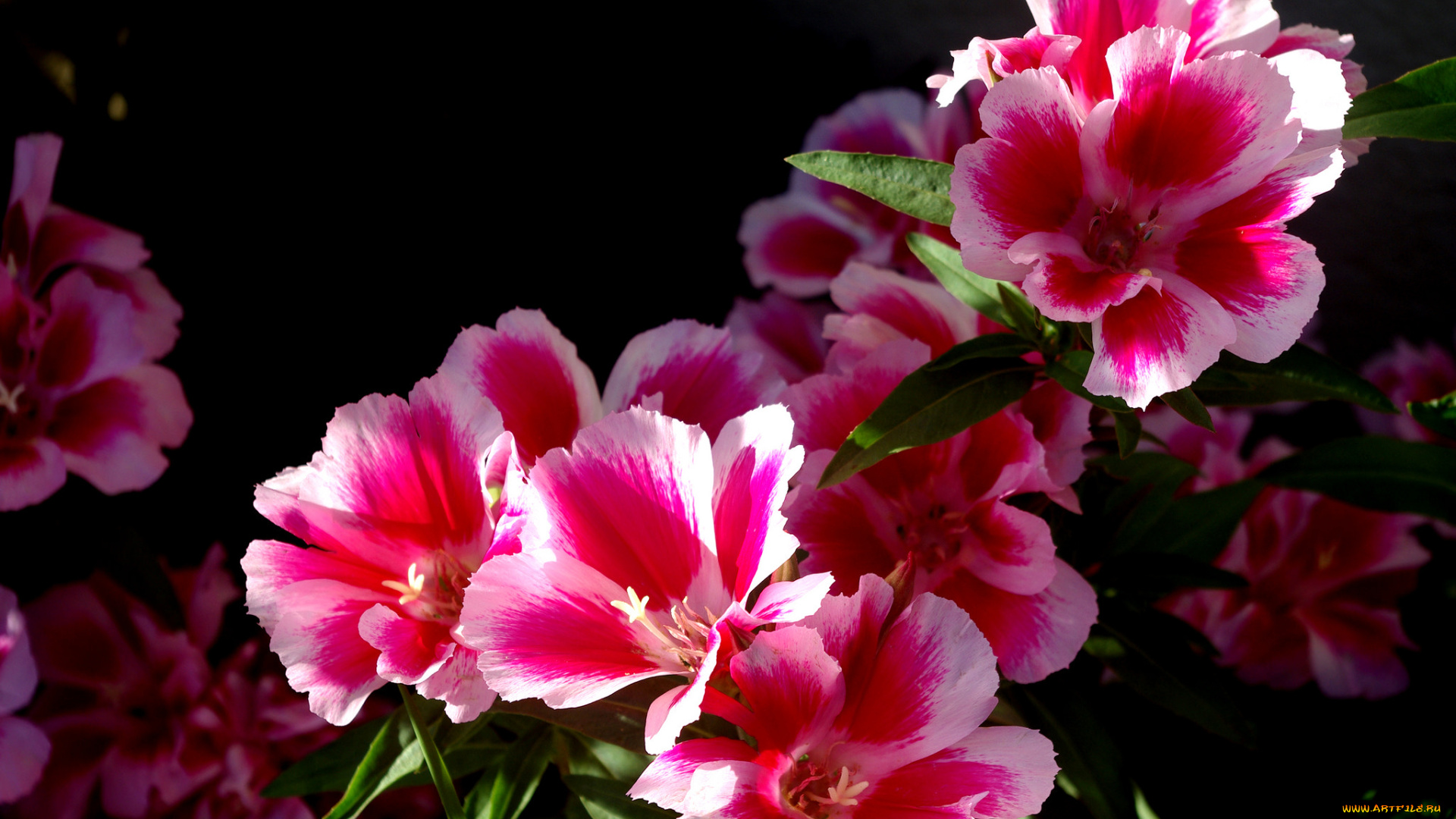 цветы, годеция, ветка, цветение, розово-белые