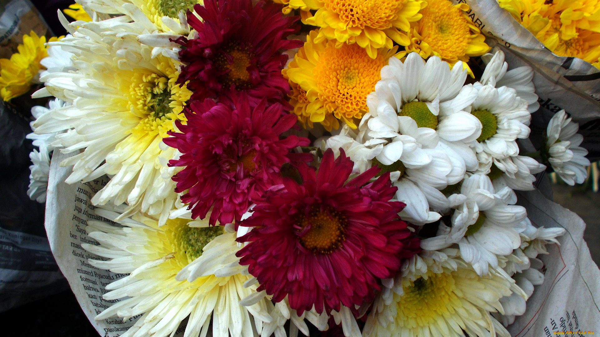 цветы, хризантемы, красный, желтый, белый