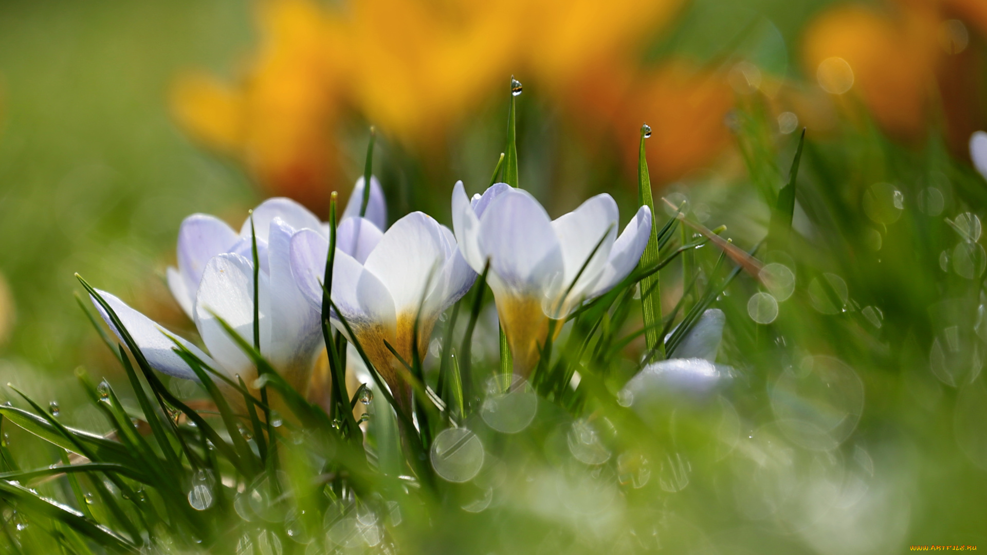 цветы, крокусы, капли, весна