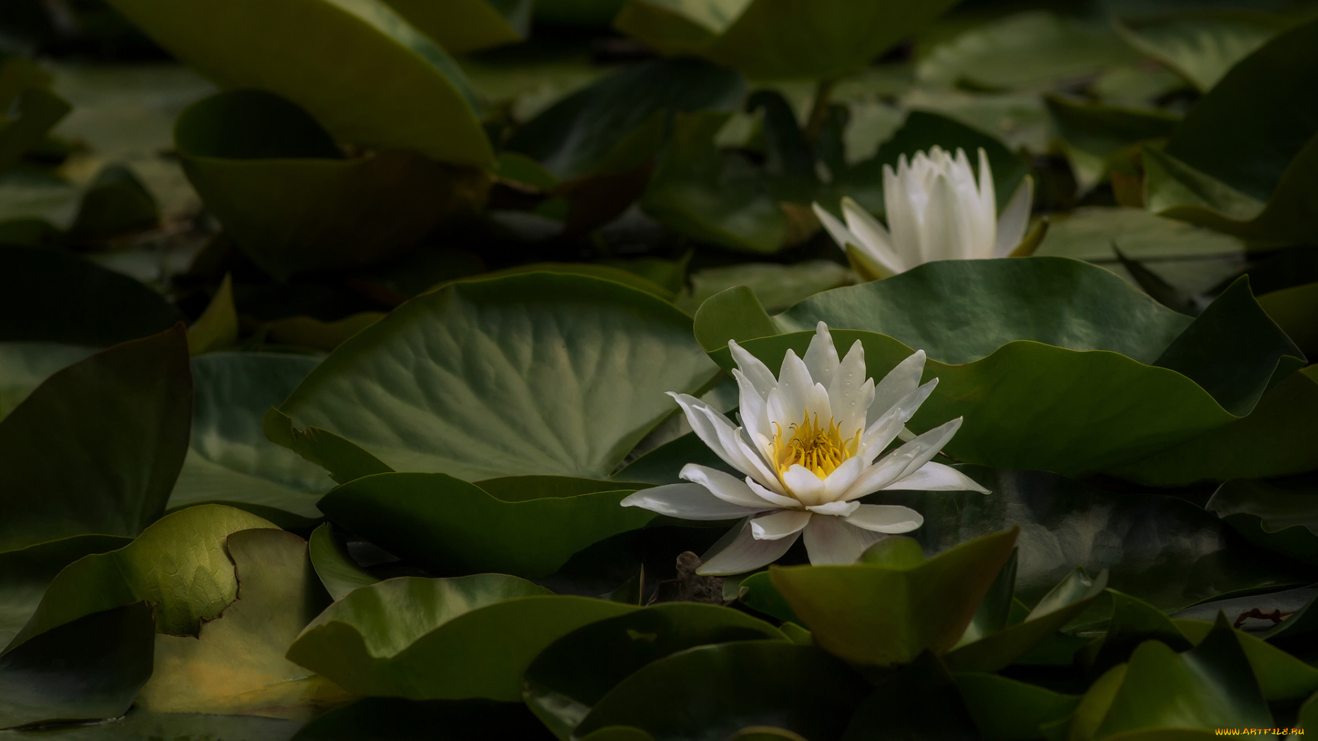 цветы, лилии, водяные, , нимфеи, , кувшинки, природа, цветение, листья, вода, кувшинка