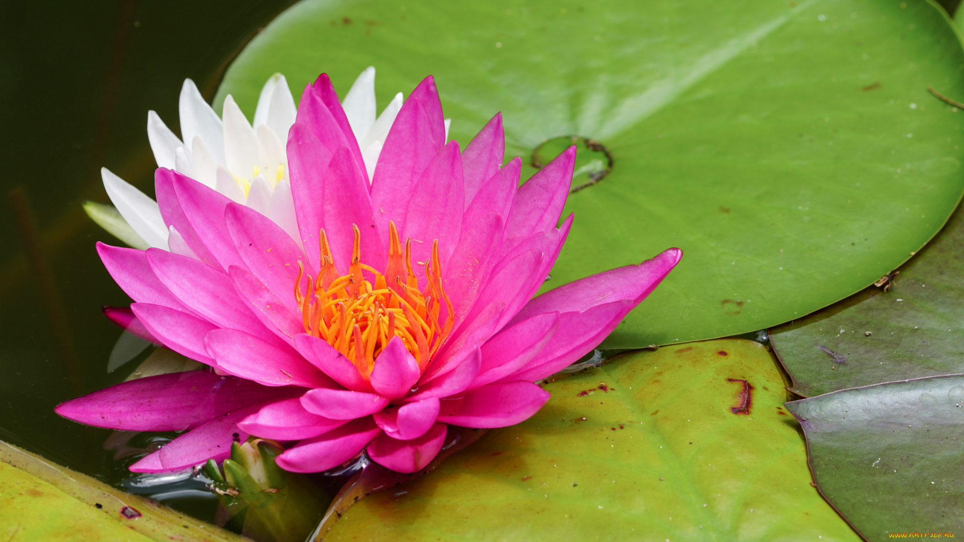 цветы, лилии, водяные, , нимфеи, , кувшинки, листья, кувшинка, природа, вода, цветение