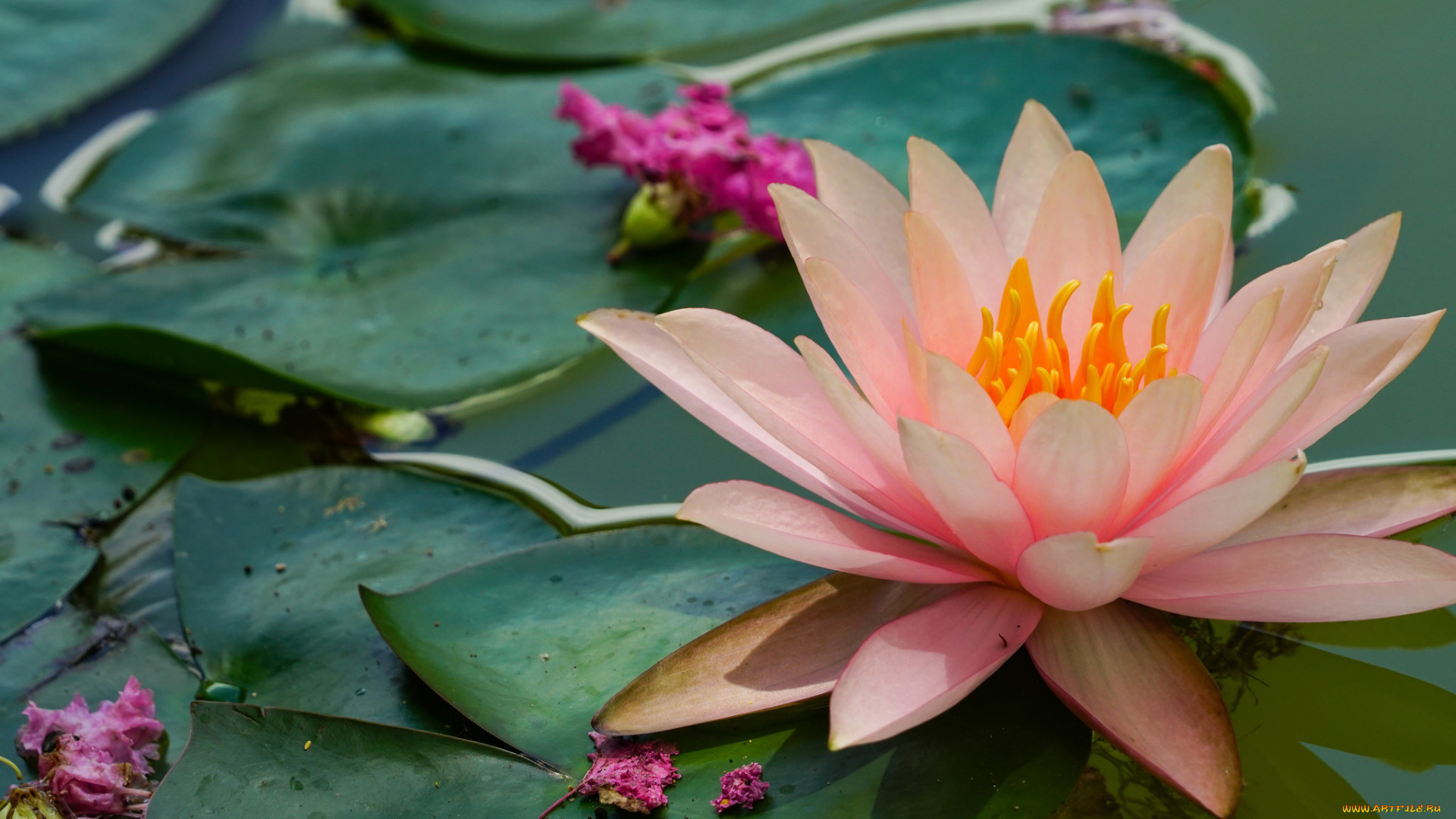 цветы, лилии, водяные, , нимфеи, , кувшинки, природа, листья, вода, цветение, кувшинка