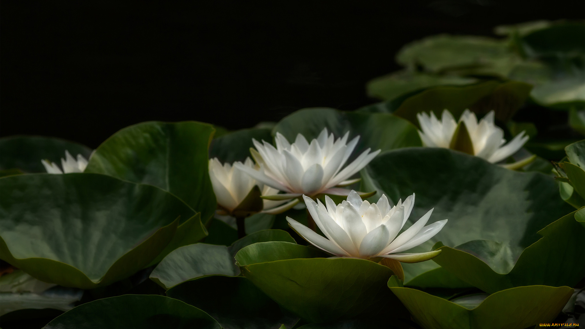 цветы, лилии, водяные, , нимфеи, , кувшинки, природа, вода, цветение, листья, кувшинка