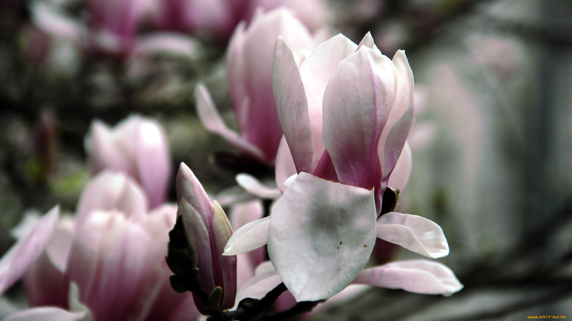 цветы, магнолии, бутоны