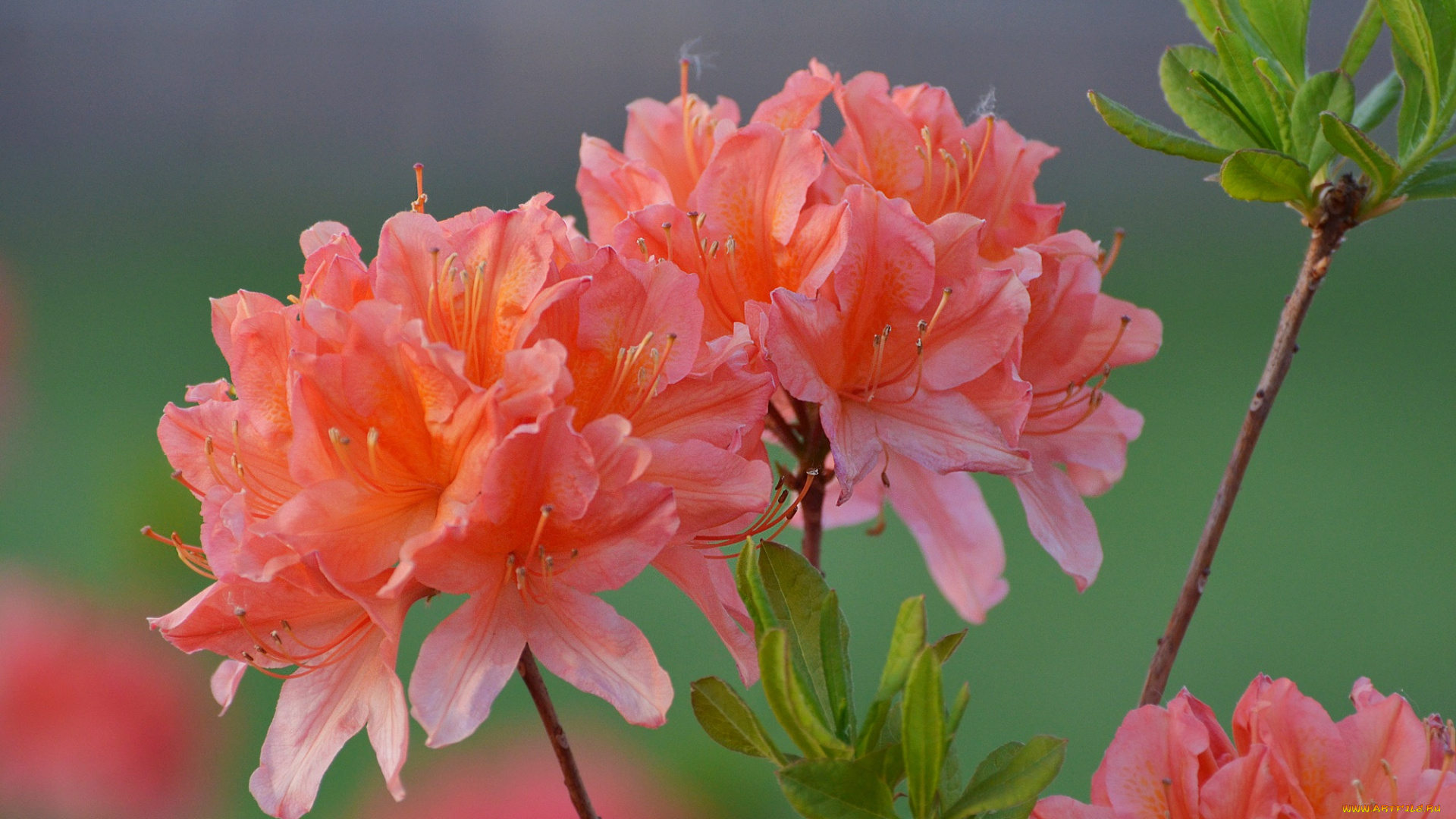 цветы, рододендроны, , азалии, цветение, весна, природа, рододендрон