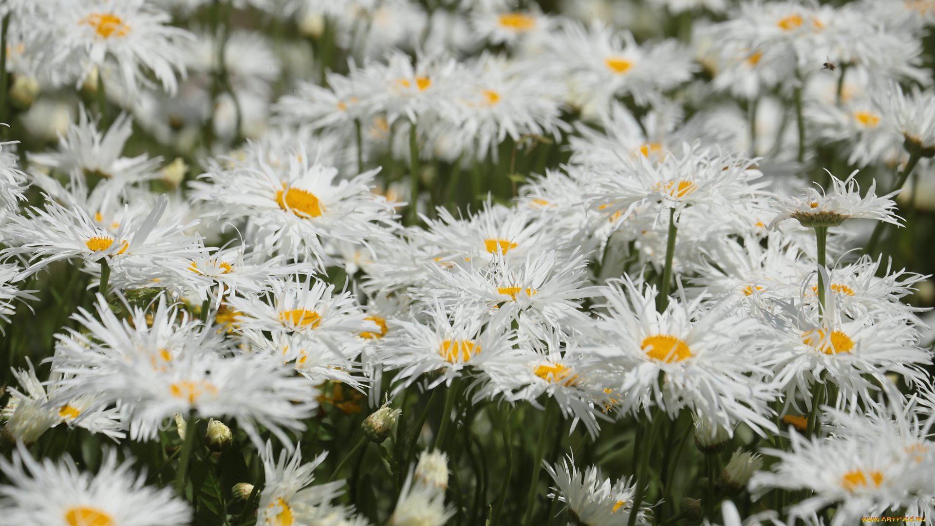 цветы, ромашки, цветение, лепестки, белая, ромашка
