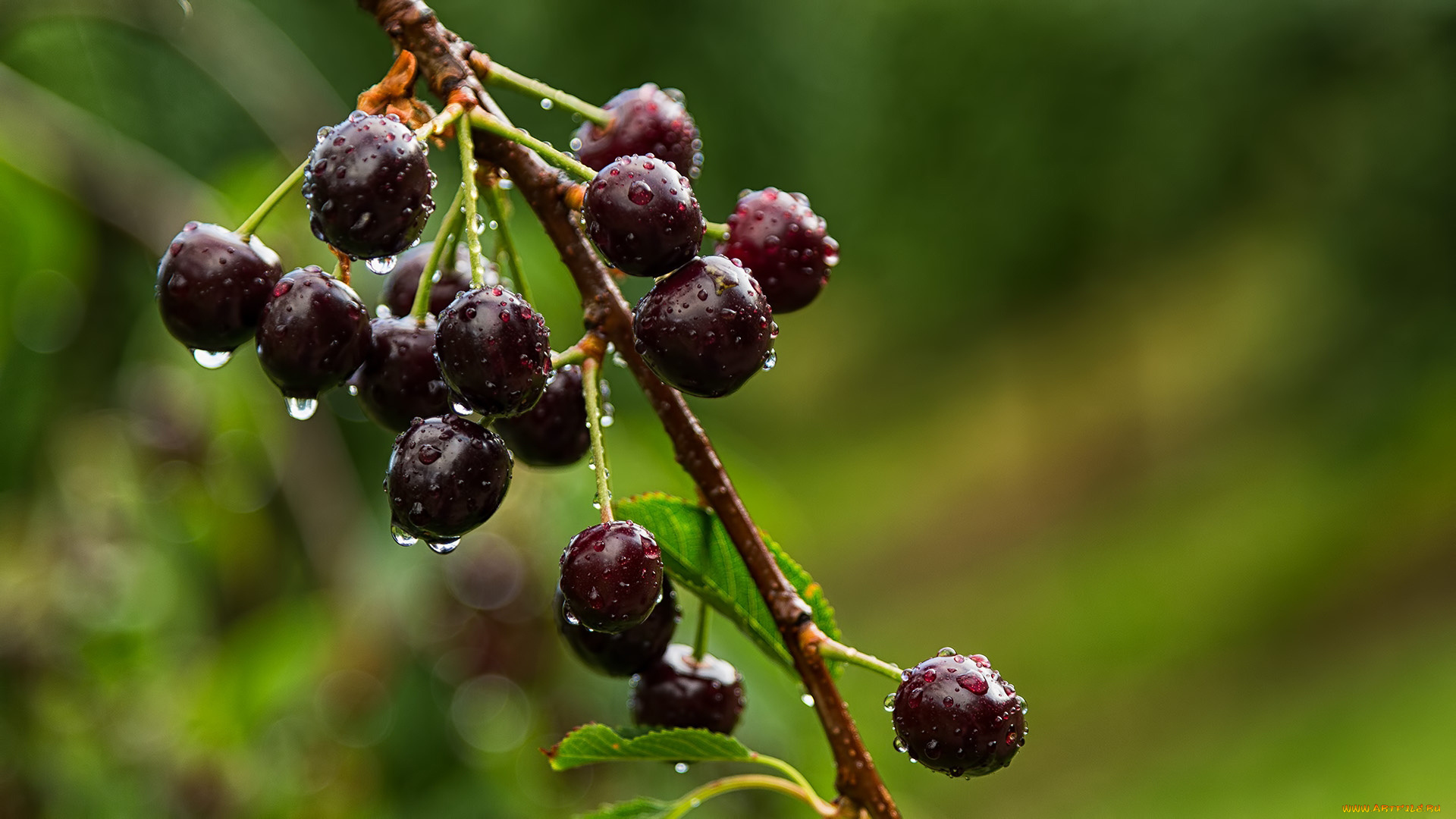 природа, Ягоды, капли, вишни, ветка