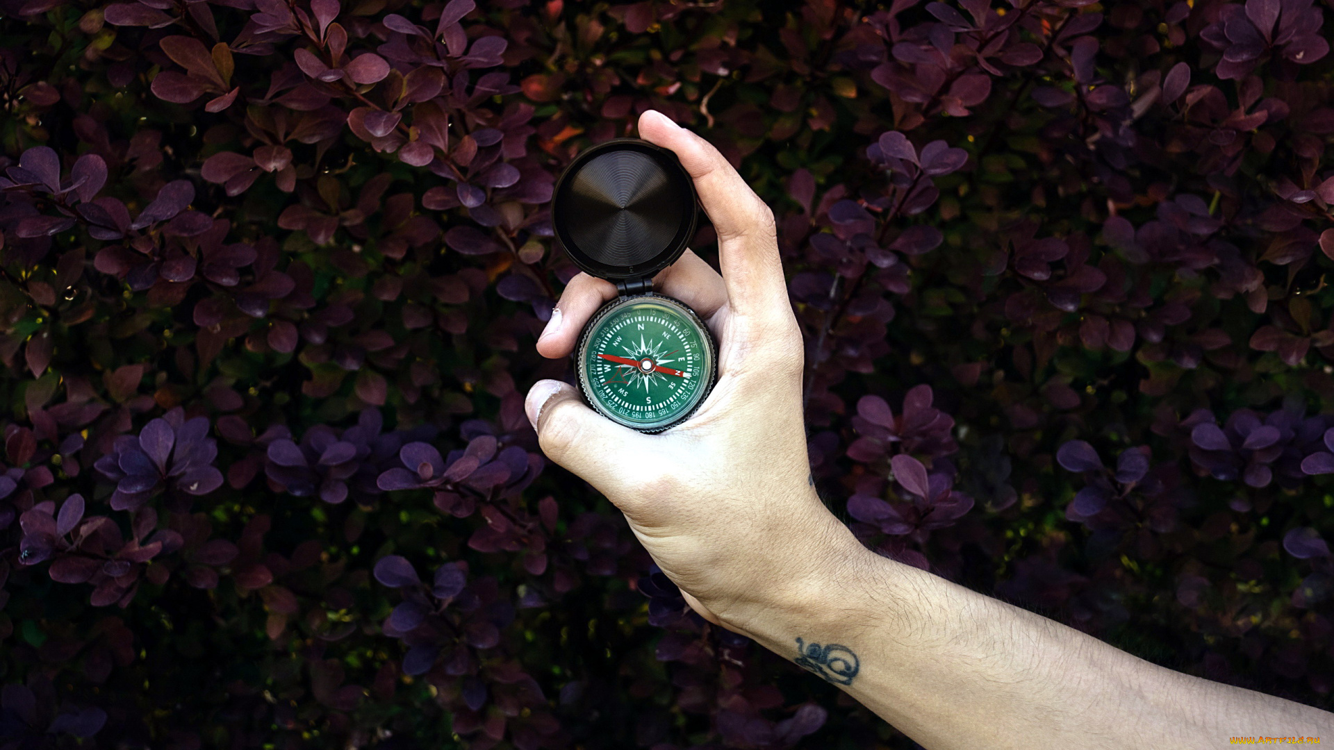 разное, руки, рука, тату, компас
