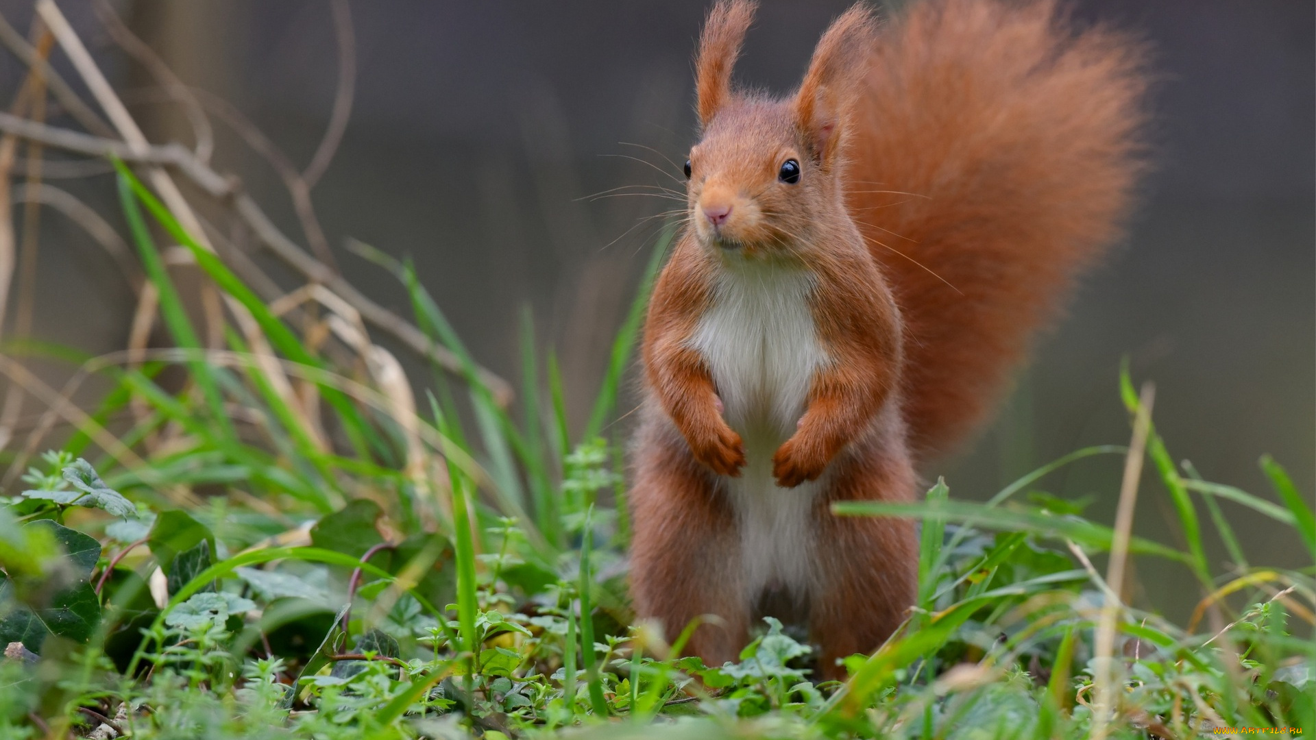 животные, белки, профиль, растения, взгляд