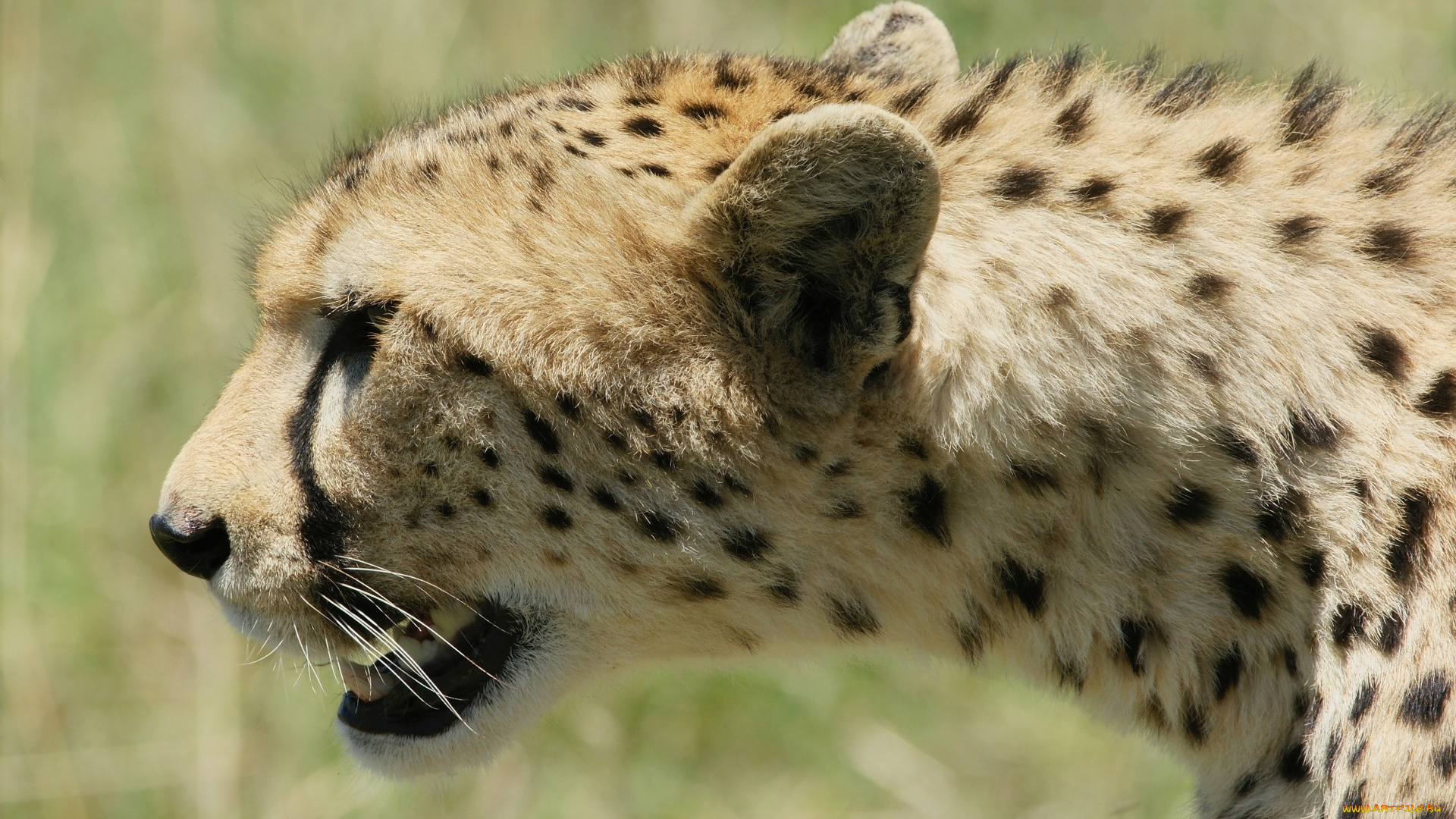 животные, гепарды, анфас, морда