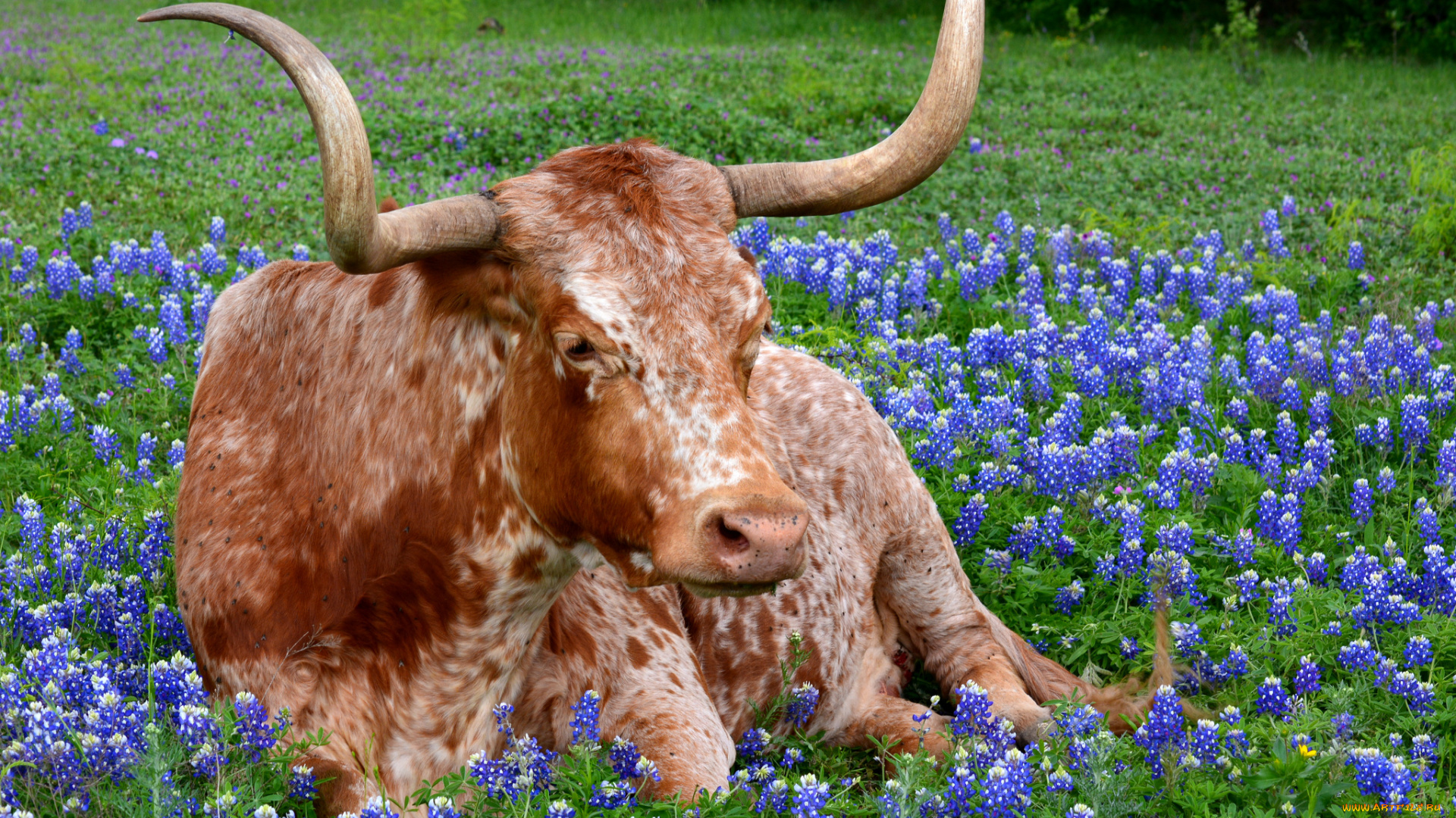 животные, коровы, , буйволы, большой, бык, рога, животное