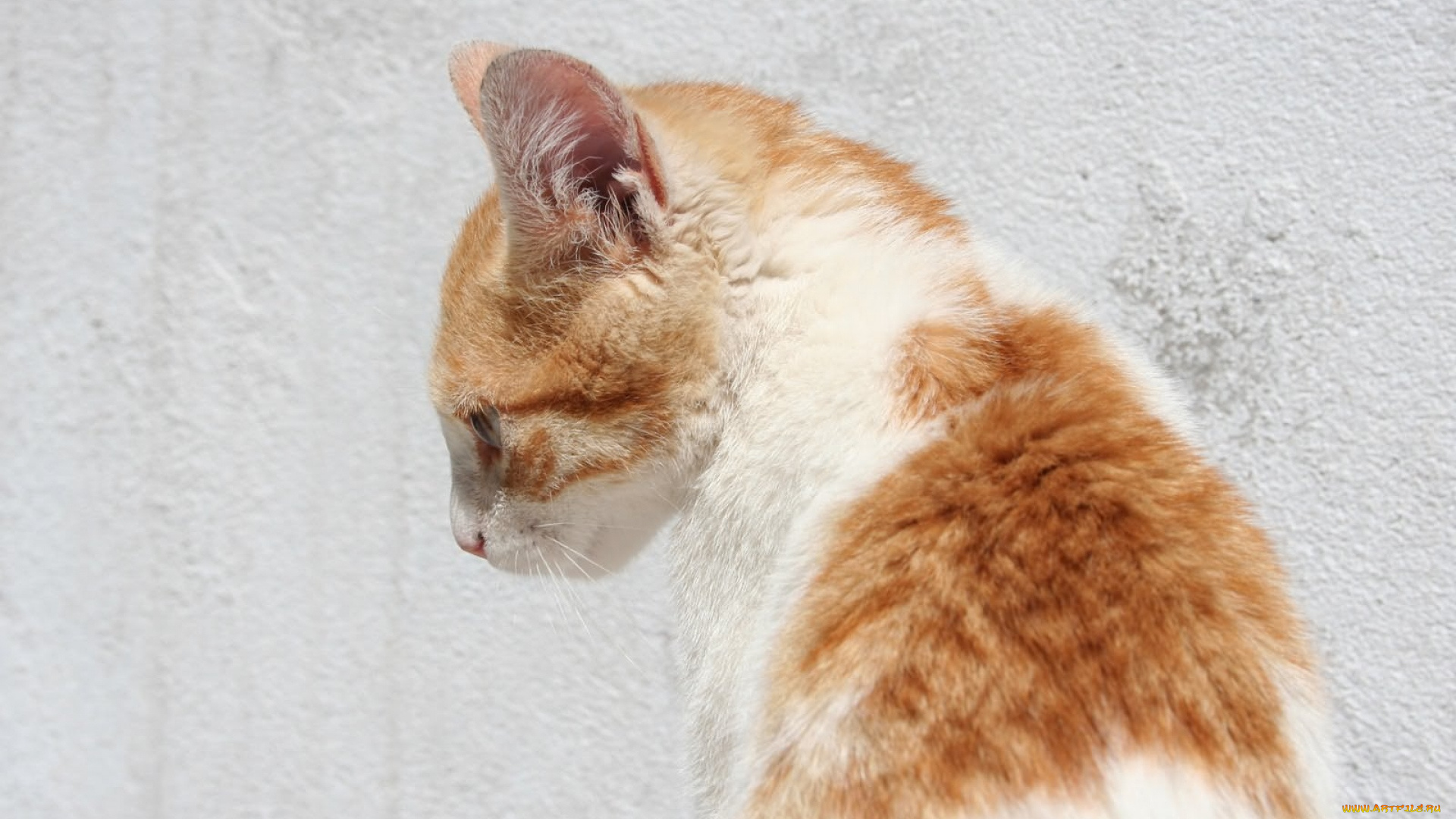 животные, коты, морда, анфас, стена