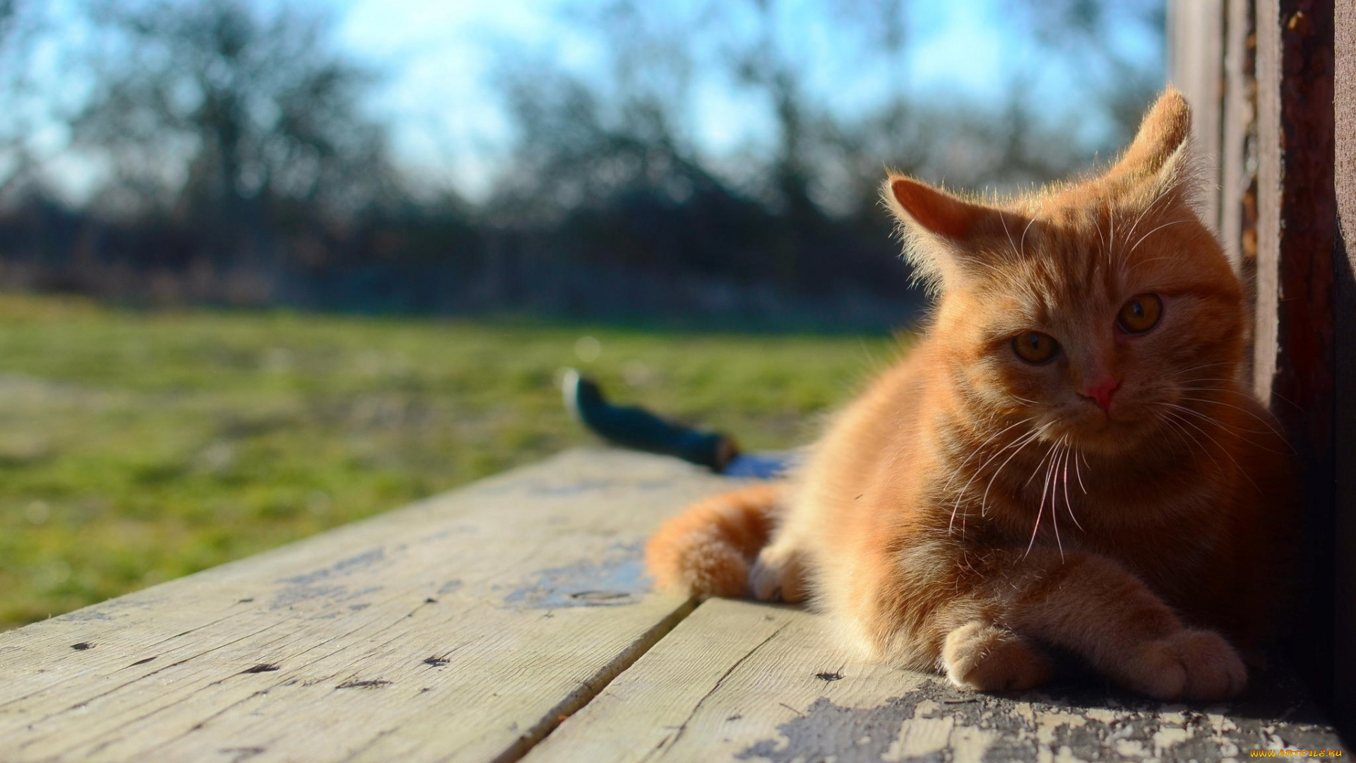 животные, коты, отдых, растения, рыжий, цвет, взгляд, скамейка, деревья, трава