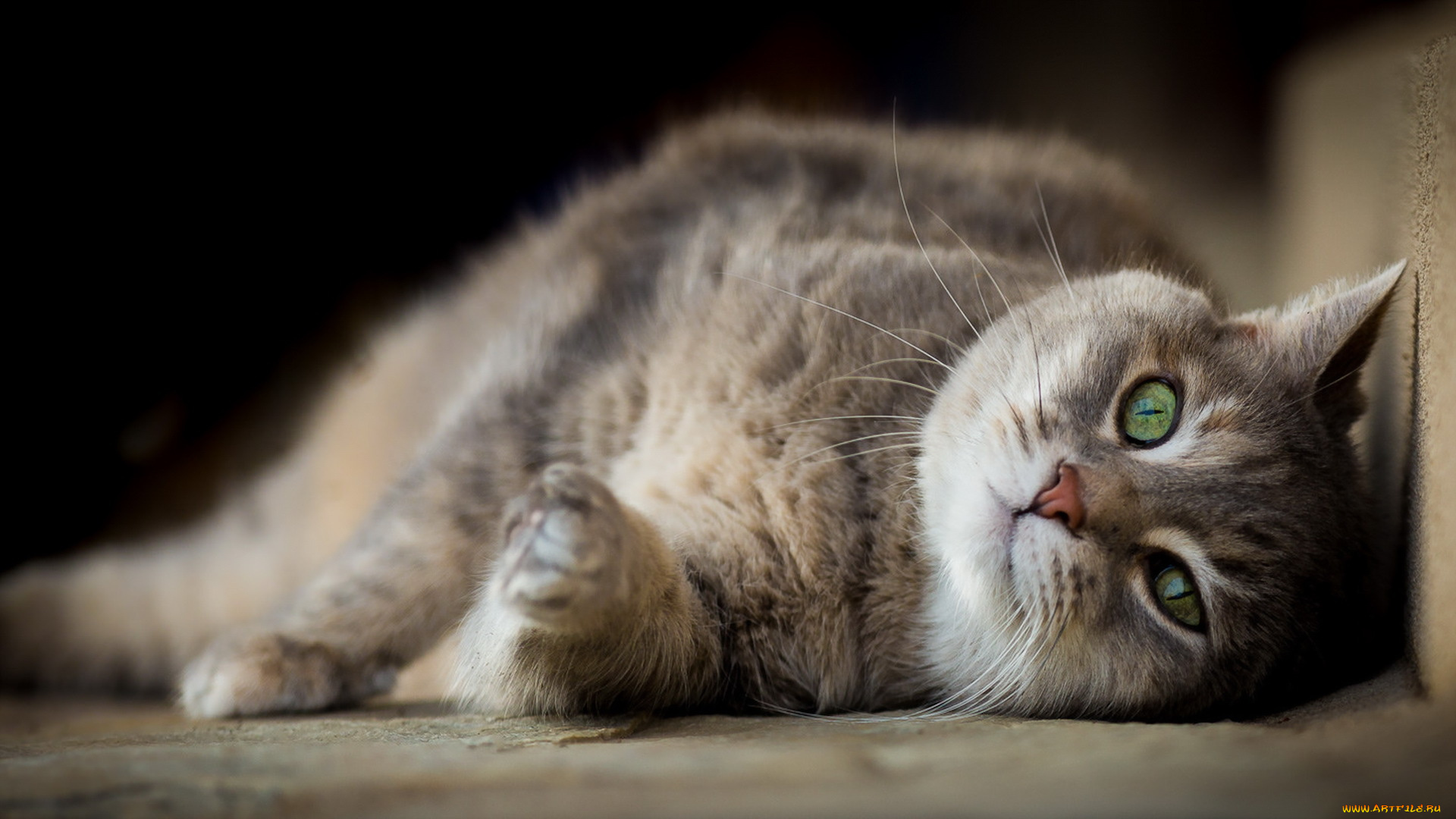 животные, коты, отдых, взгляд