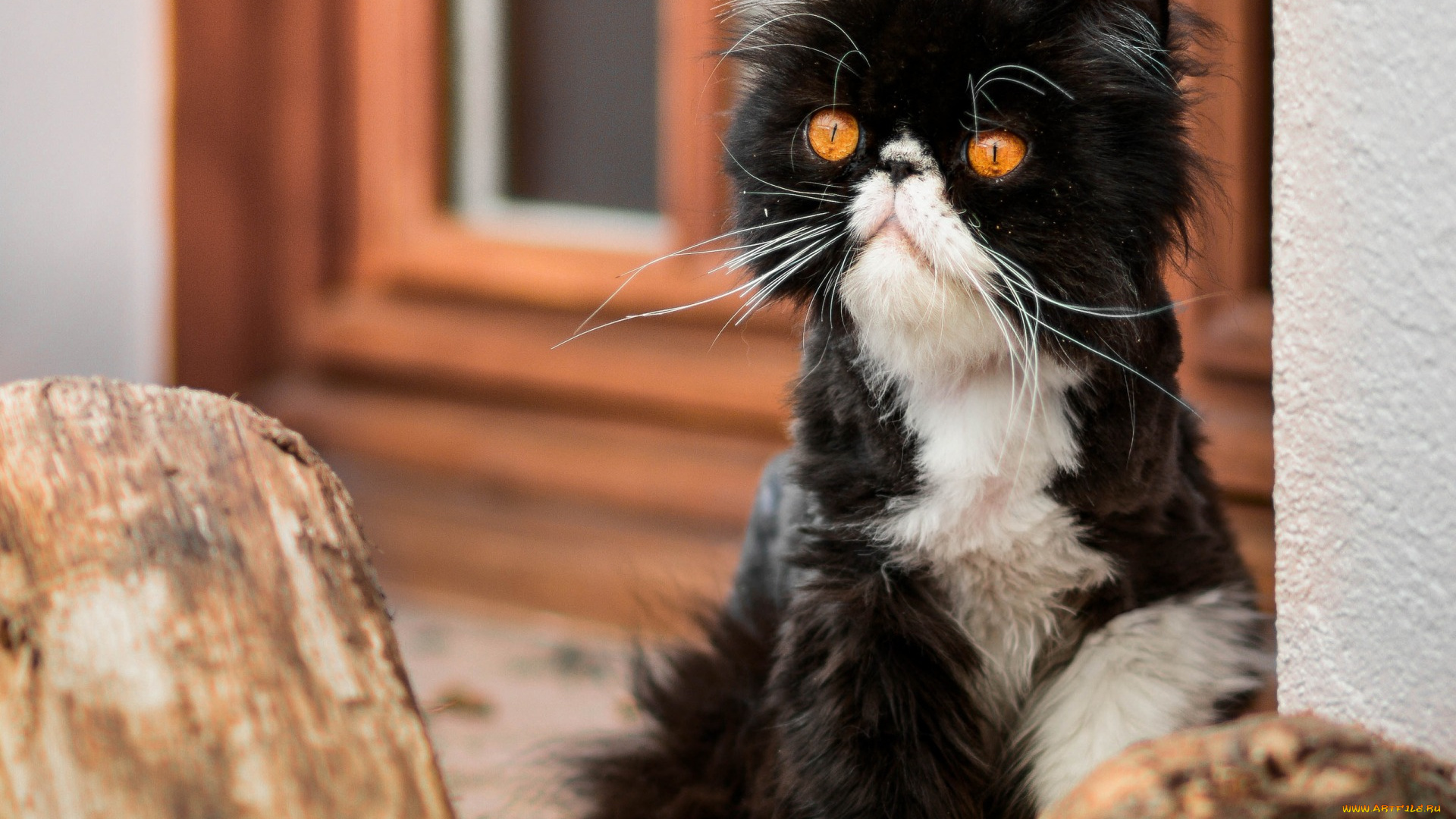 животные, коты, полено, окно, взгляд