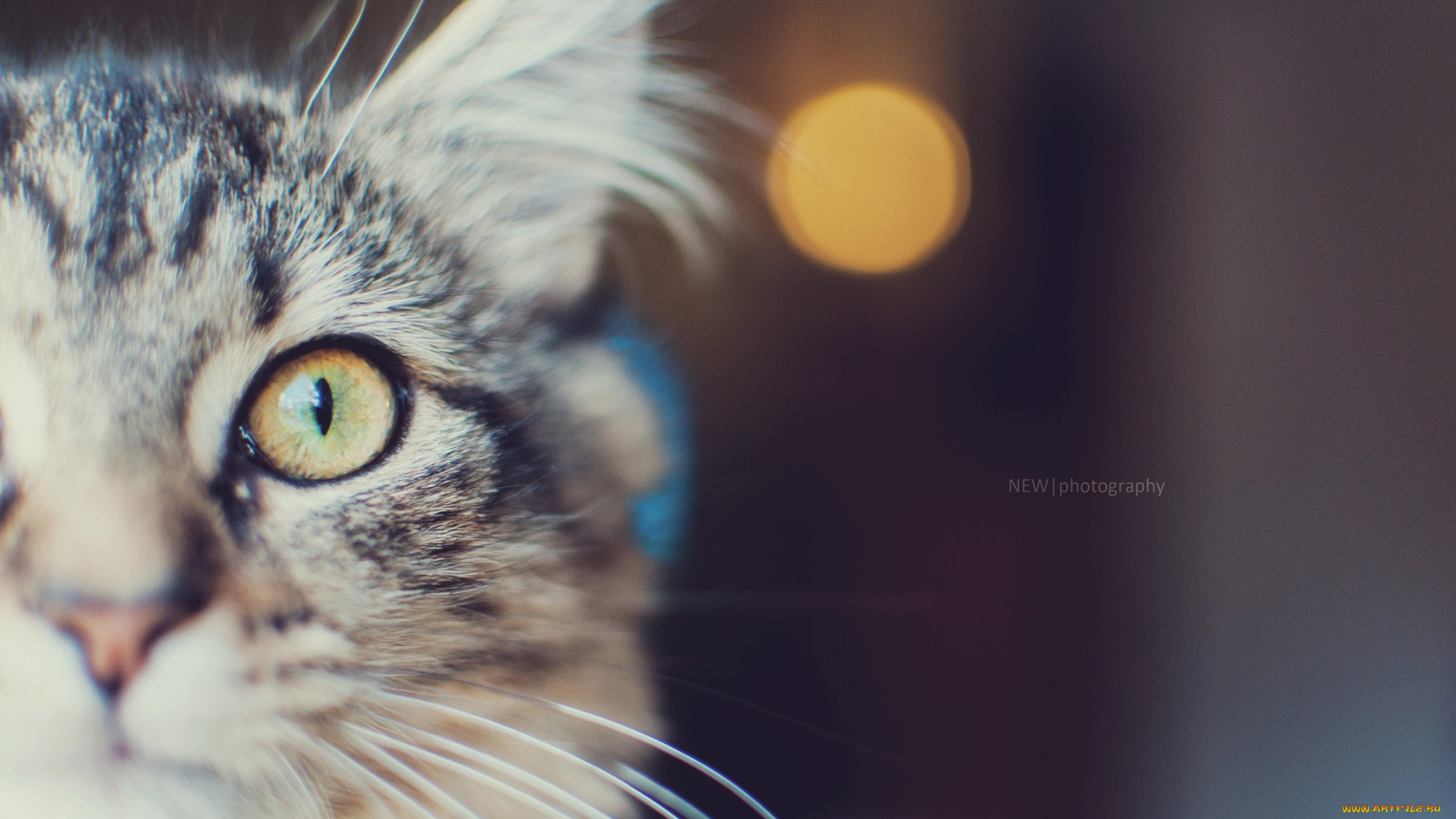 животные, коты, взгляд, морда