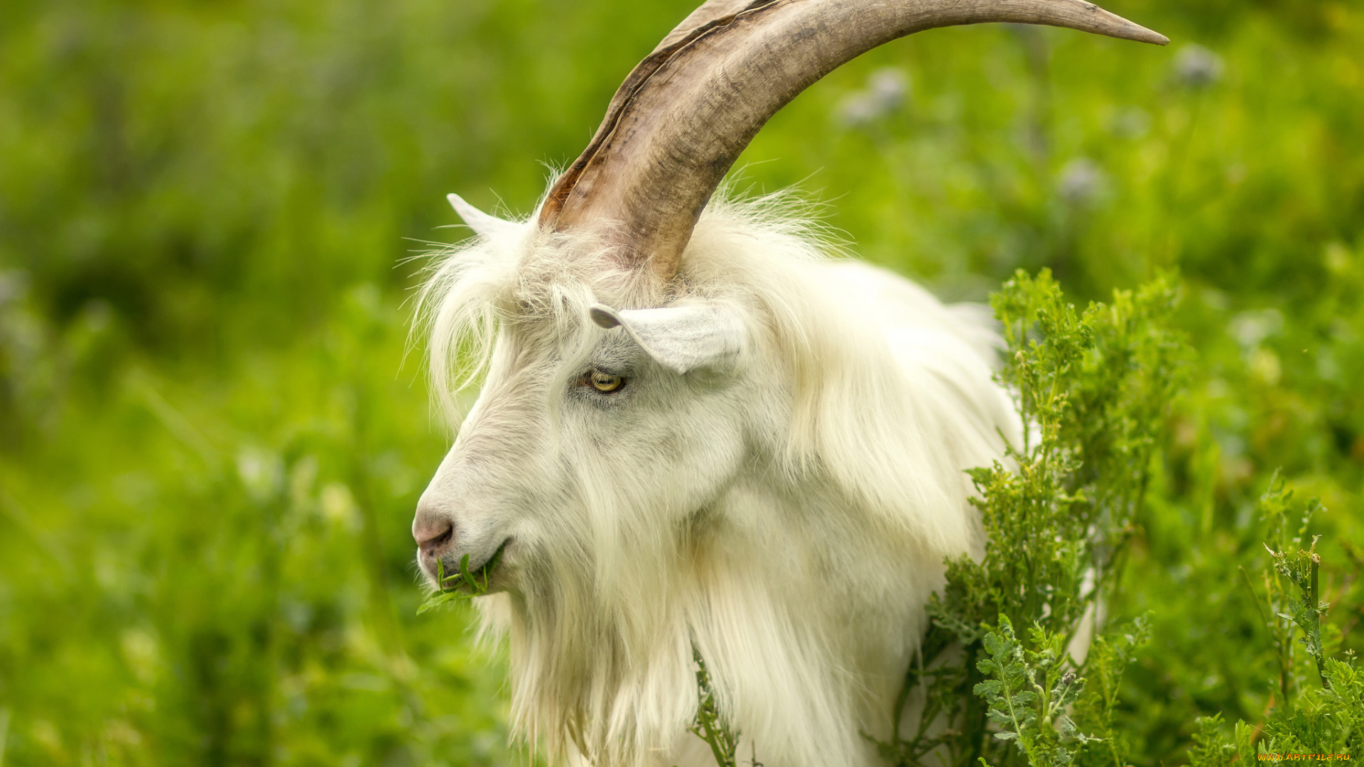 животные, козы, козел, природа, животное, рога, трава