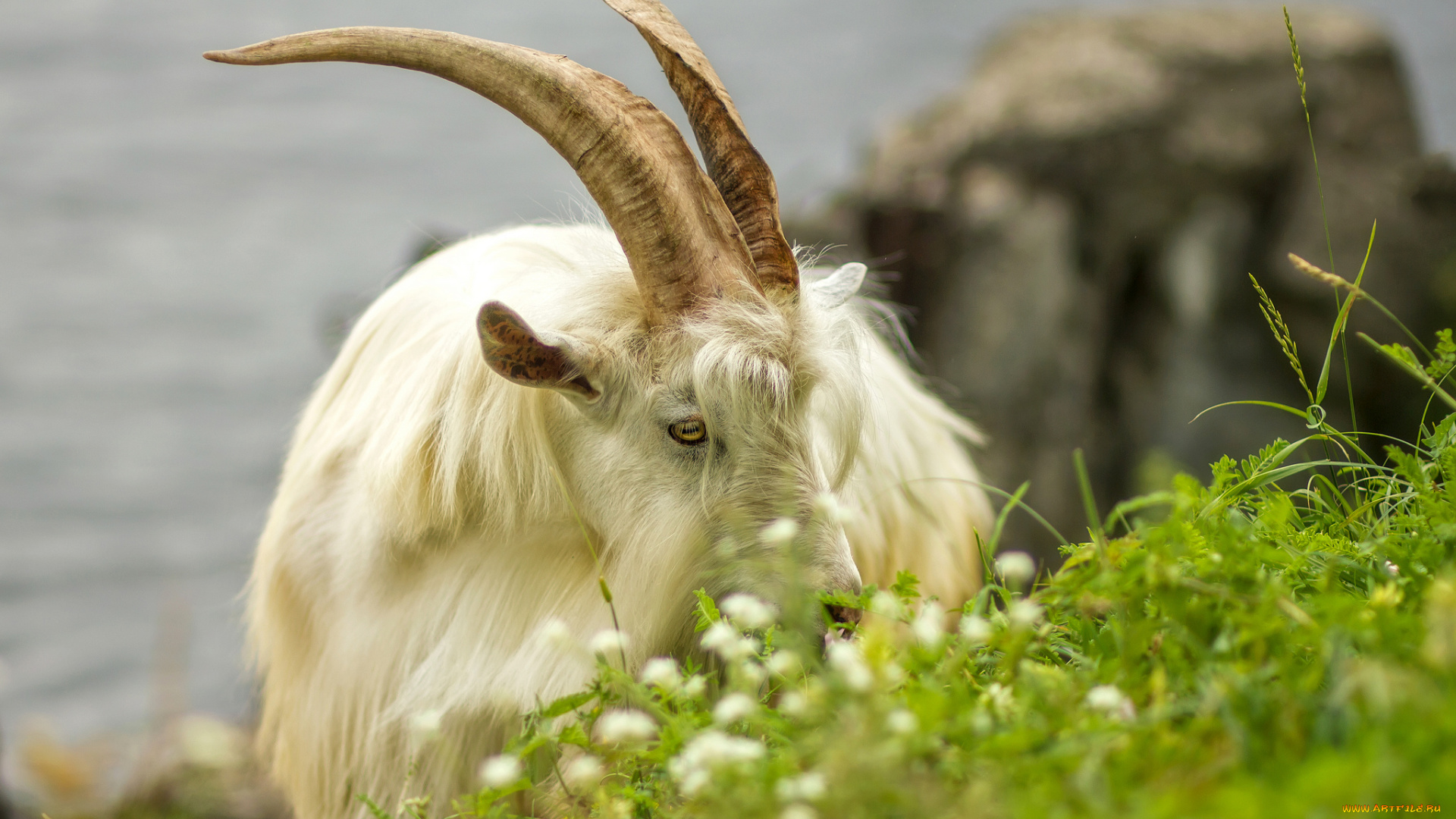 животные, козы, природа, животное, трава, рога, козел